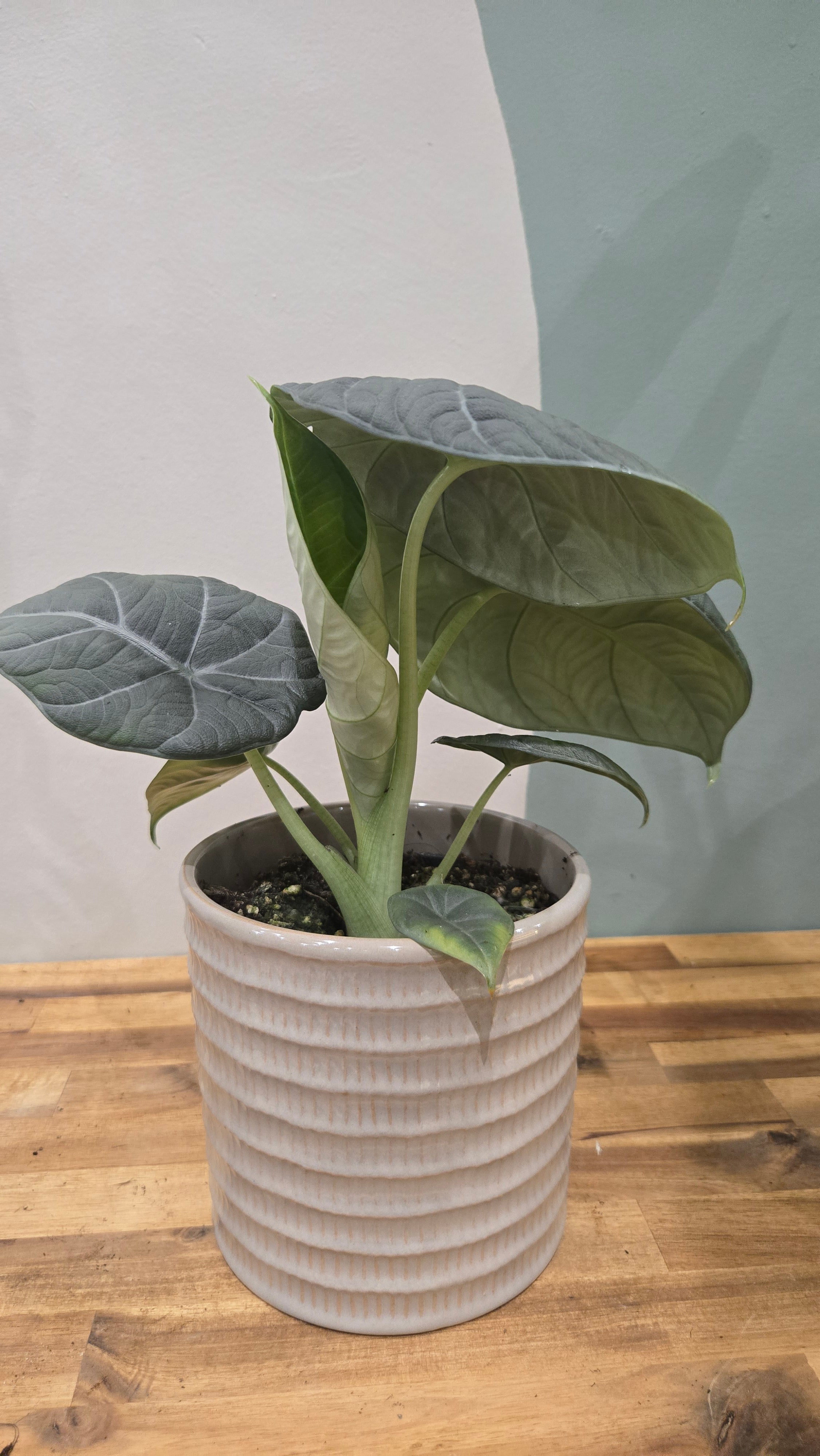 ALOCASIA MAHARANI