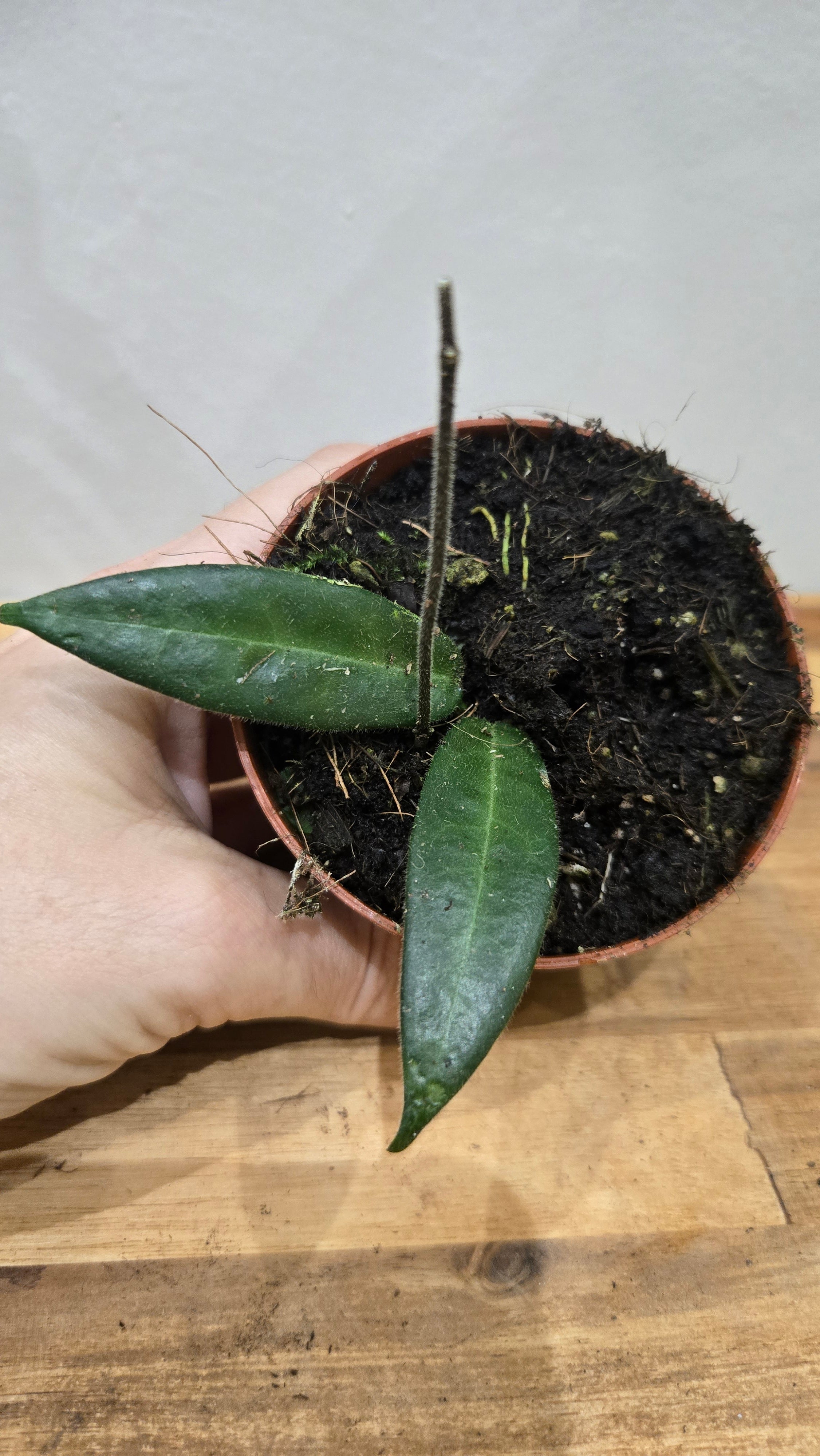 HOYA HYPOLASIA