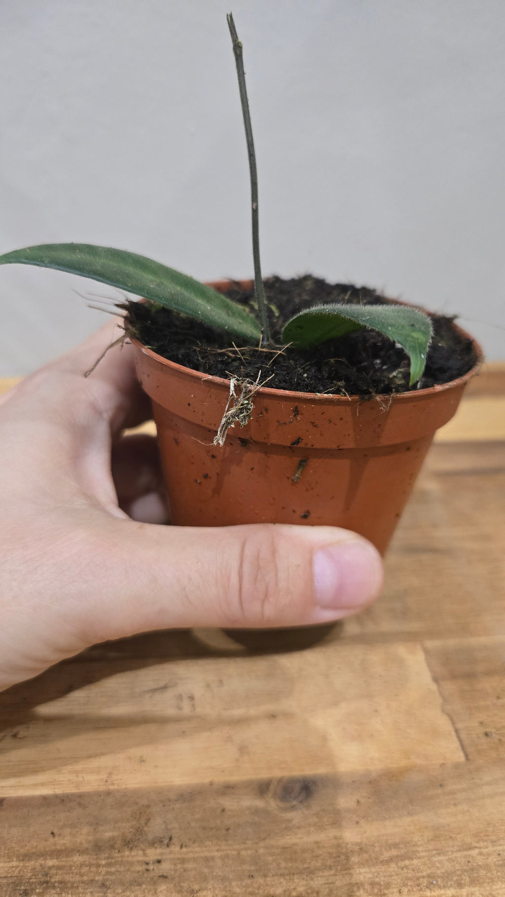 HOYA HYPOLASIA