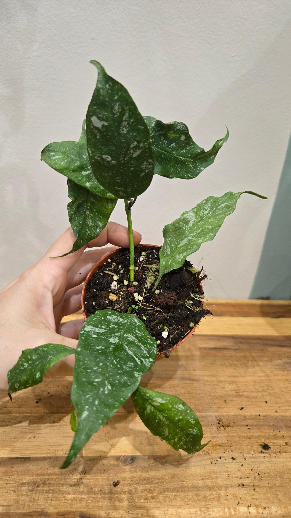 HOYA MULTIFLORA SILVER SPLASH
