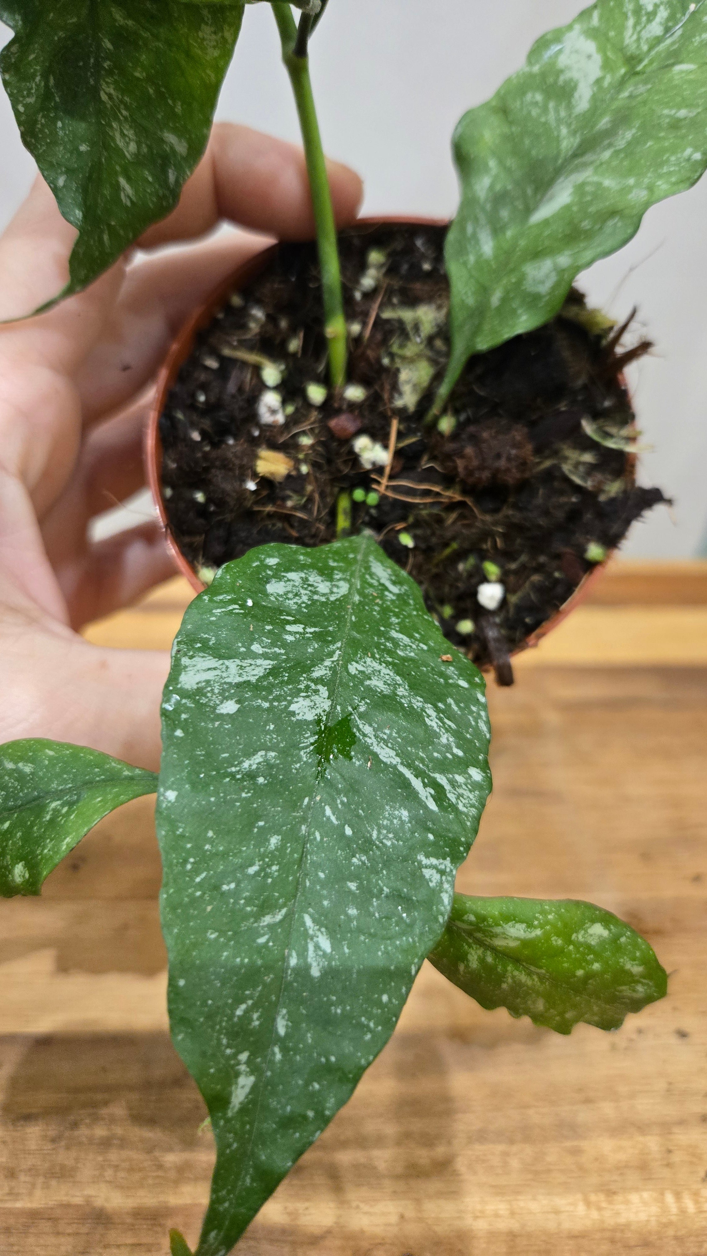 HOYA MULTIFLORA SILVER SPLASH
