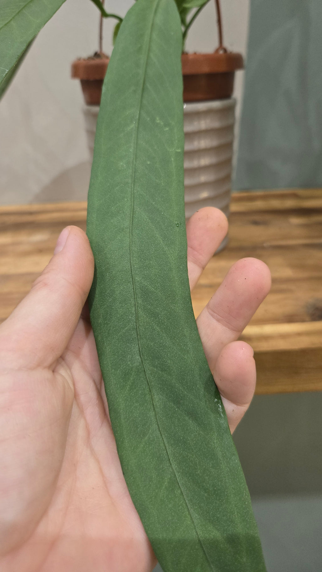 ANTHURIUM VITTARIIFOLIUM