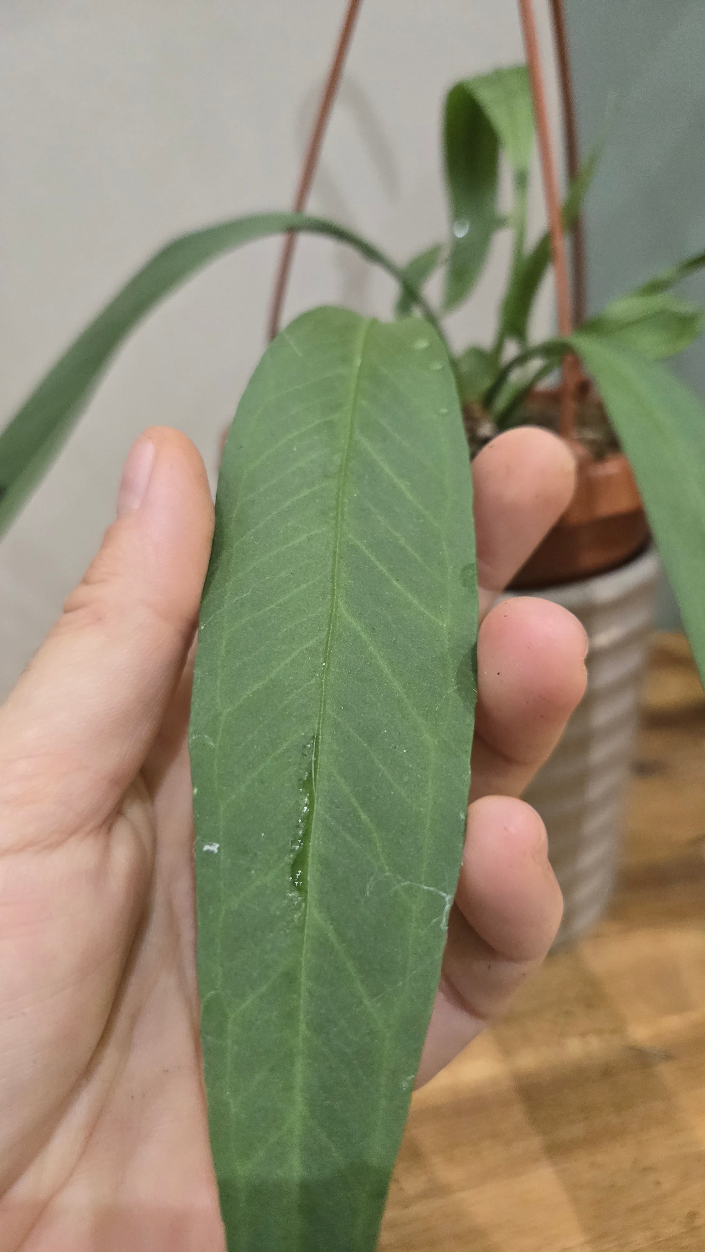 ANTHURIUM VITTARIIFOLIUM
