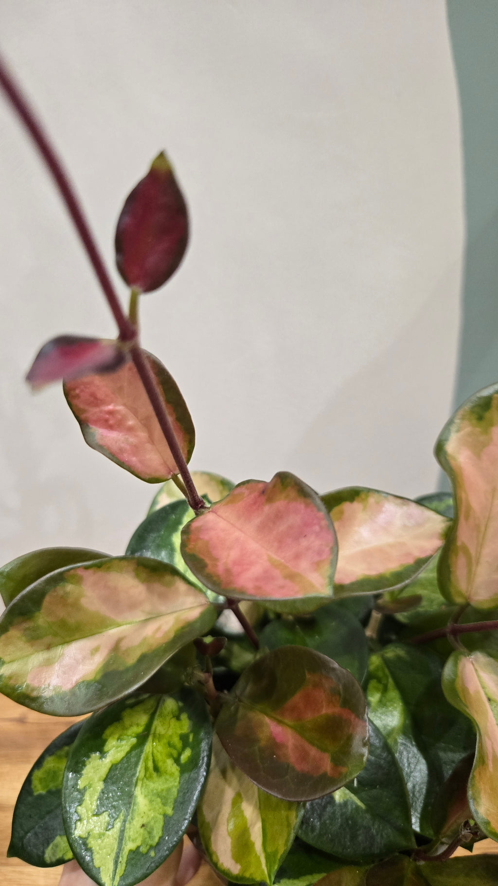 HOYA AUSTRALIS LISA