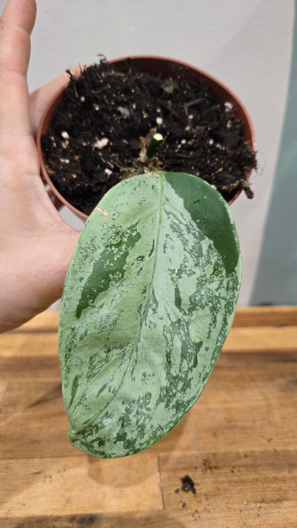 HOYA CORIACEA SILVER