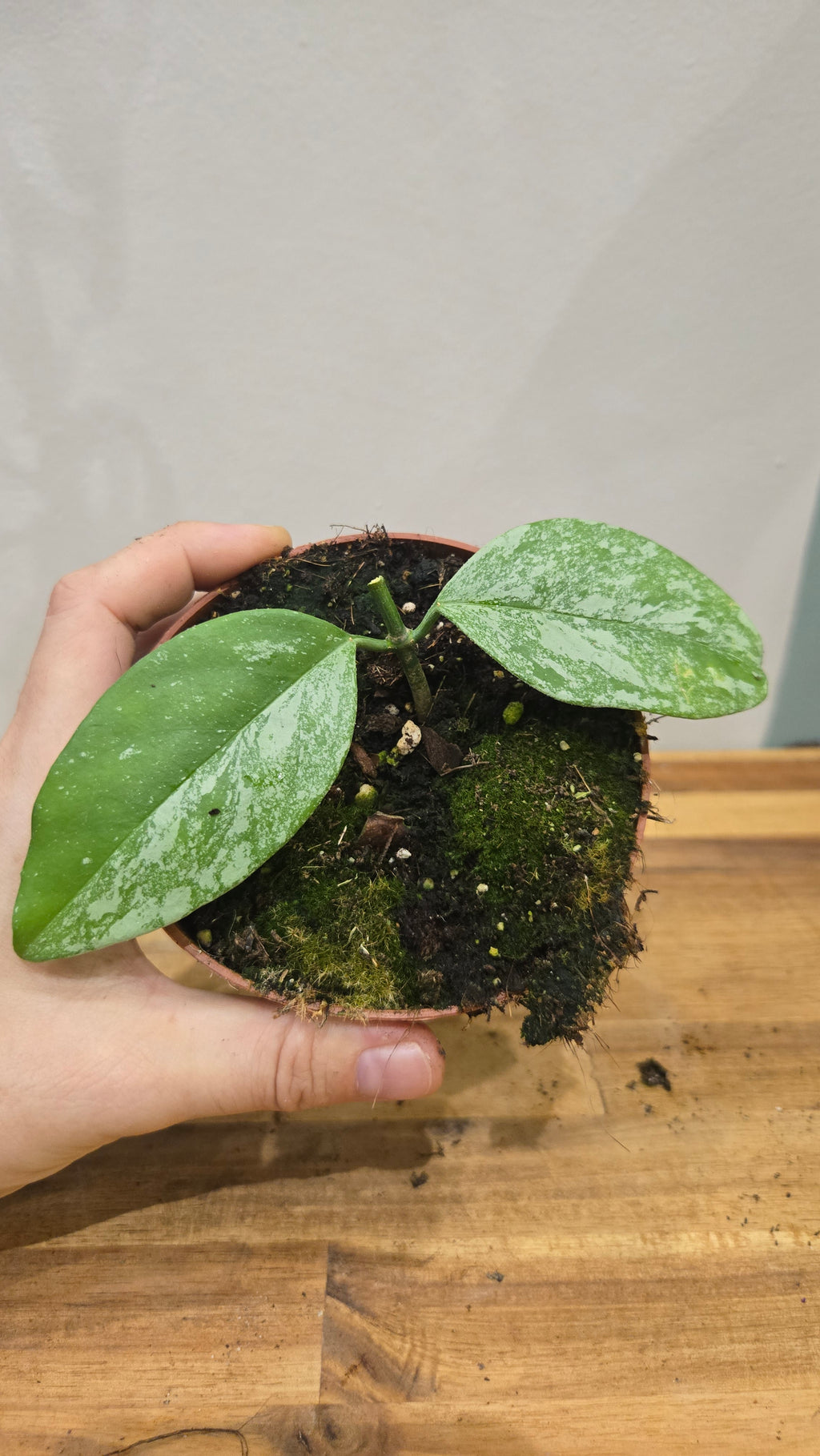HOYA CORIACEA SILVER