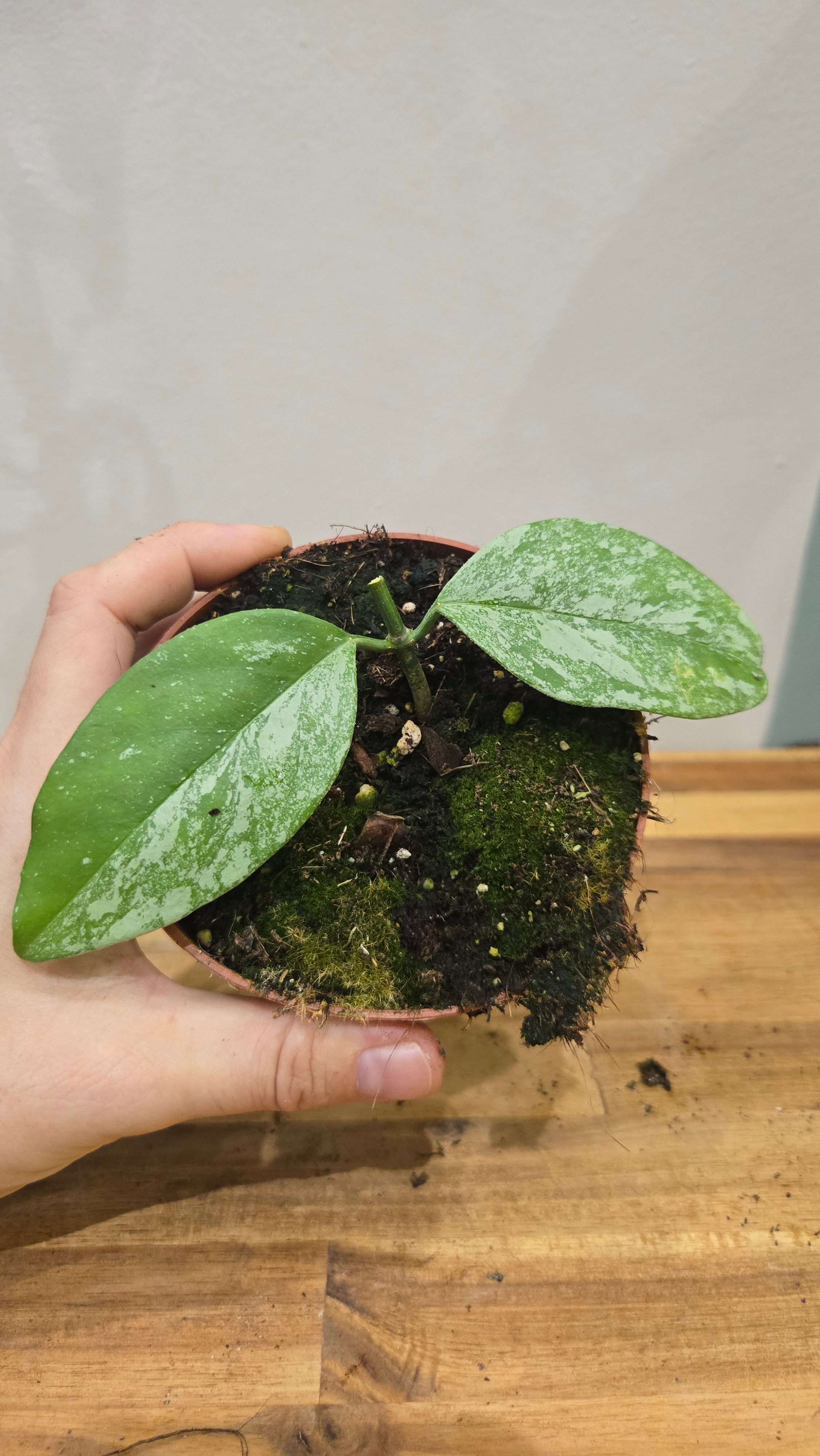 HOYA CORIACEA SILVER