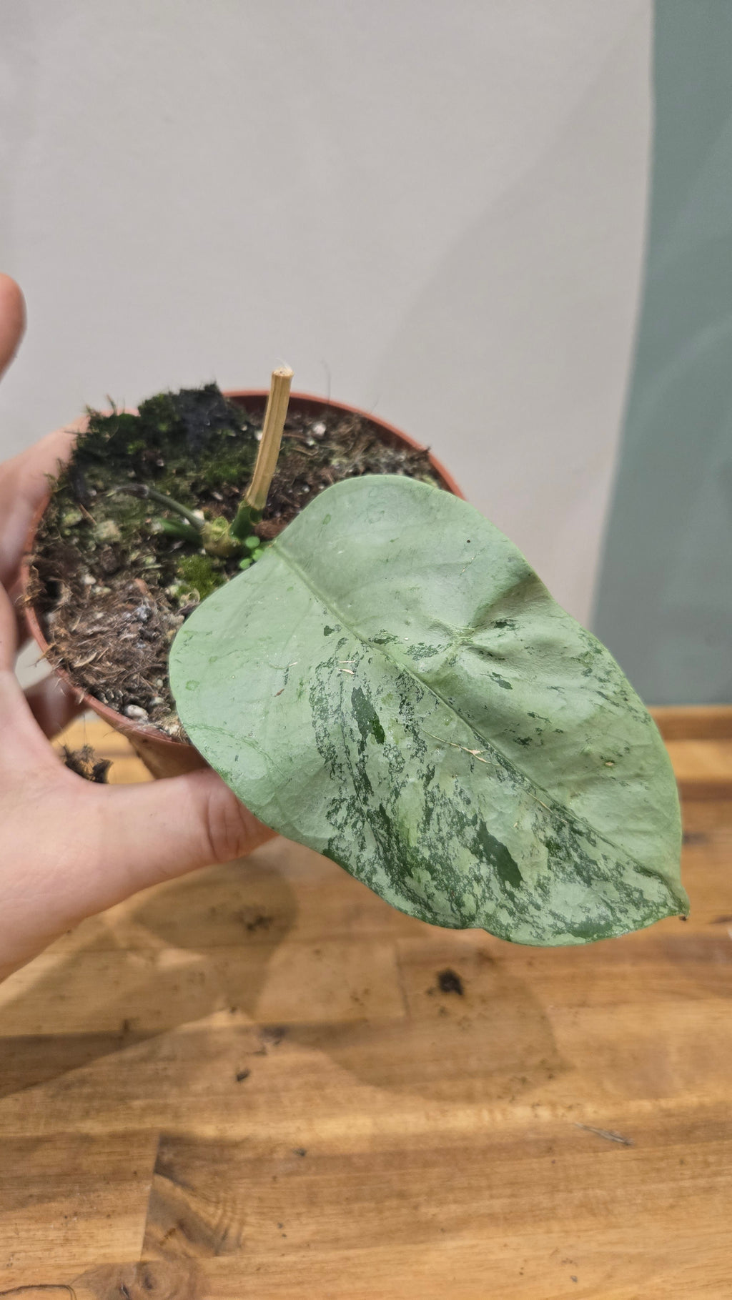 HOYA CORIACEA SILVER