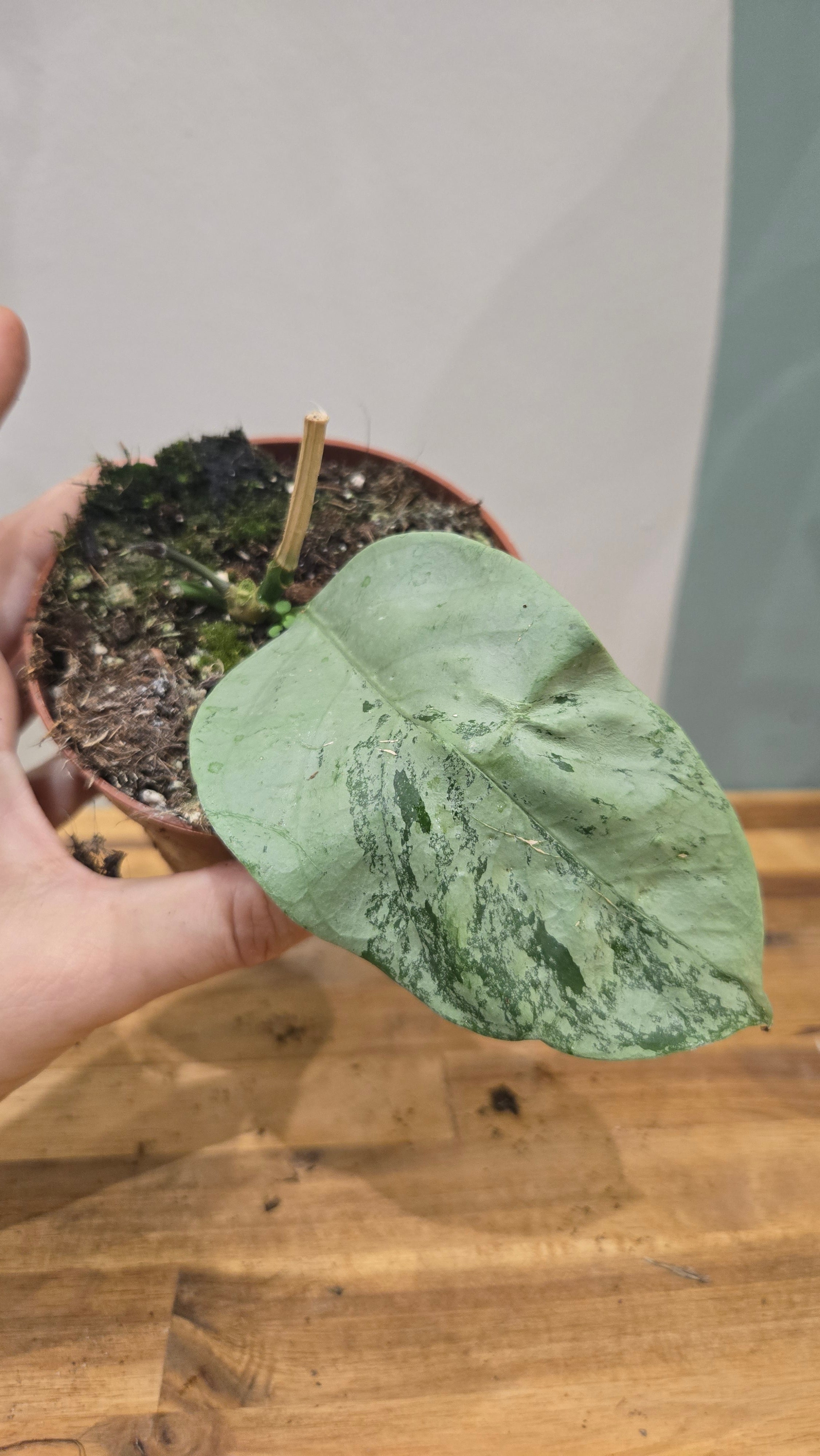 HOYA CORIACEA SILVER