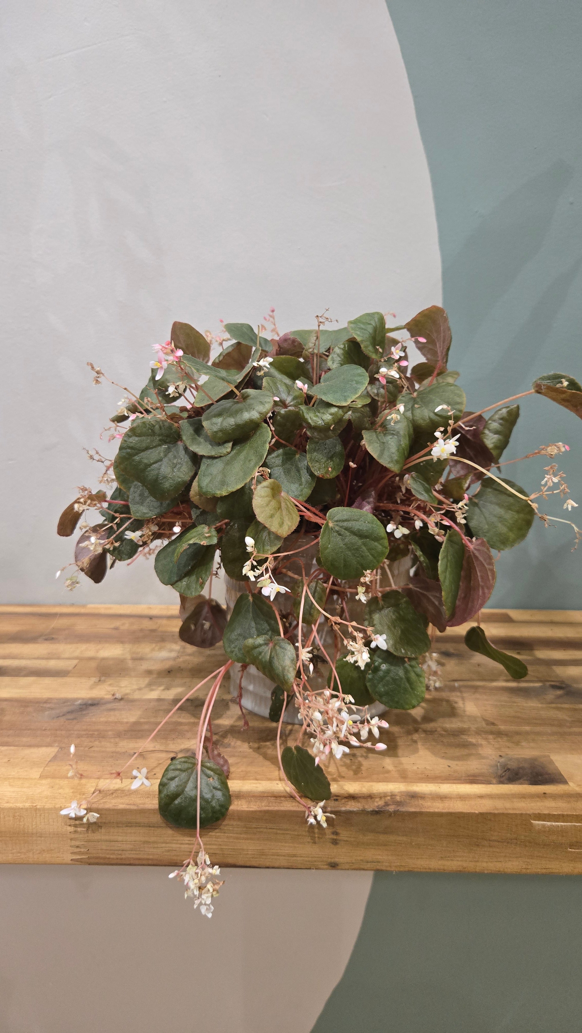 BEGONIA SUBNUMMULARIFOLIA
