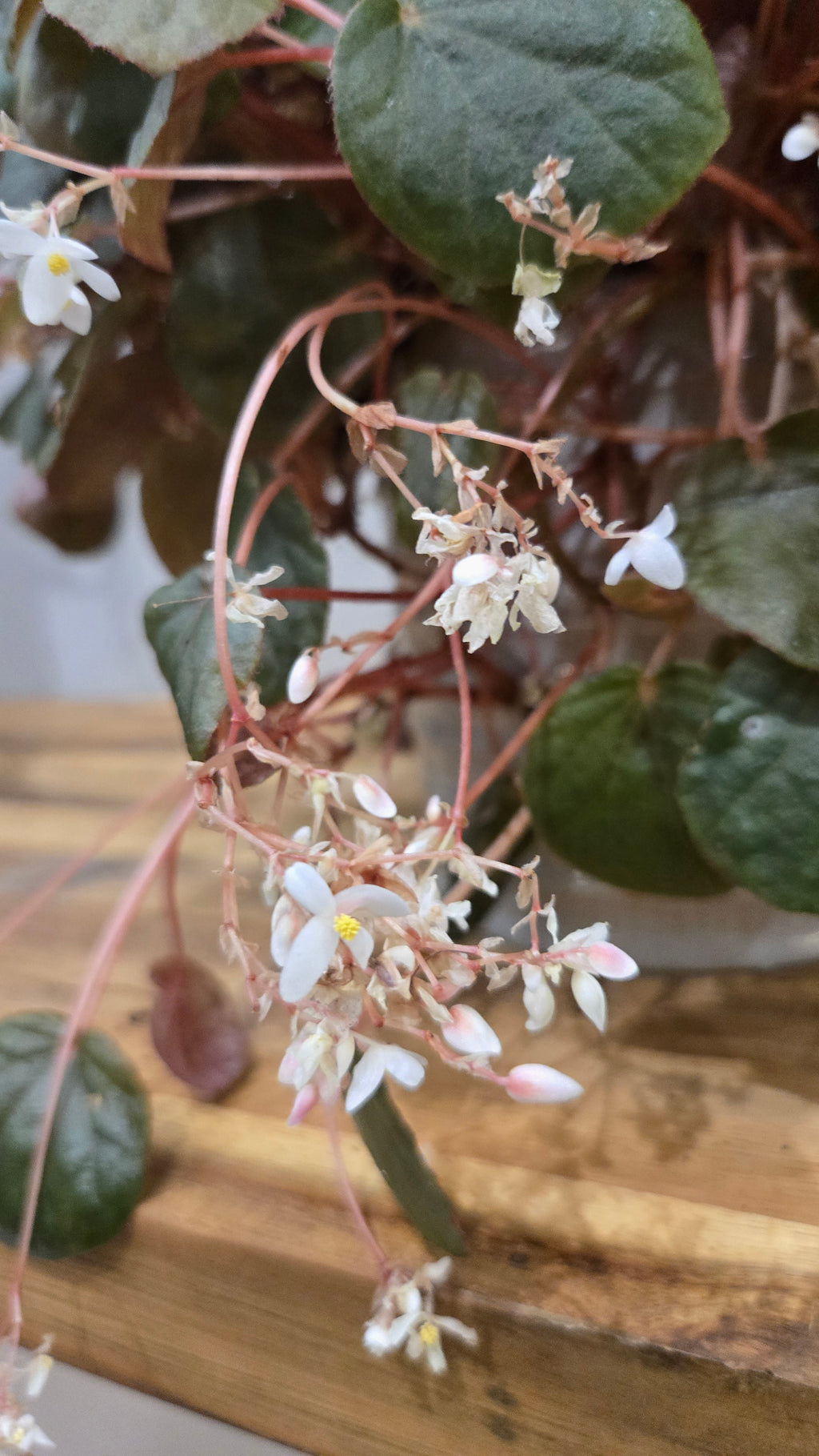 BEGONIA SUBNUMMULARIFOLIA