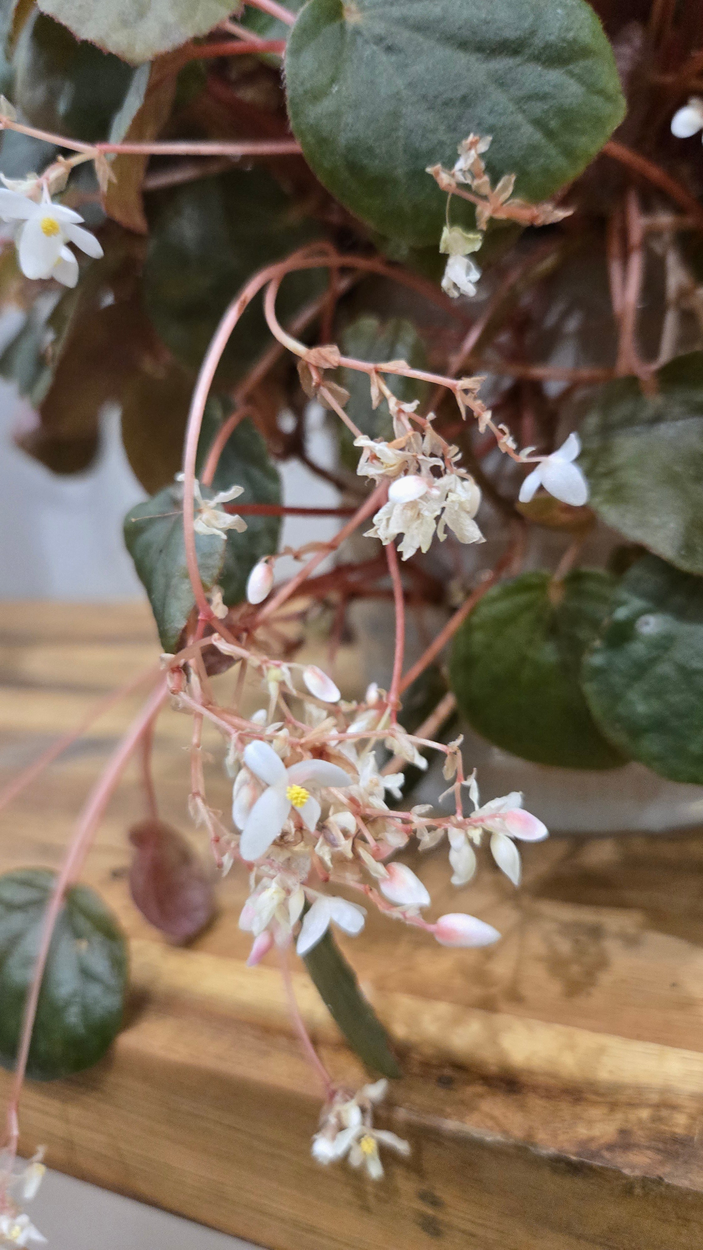 BEGONIA SUBNUMMULARIFOLIA