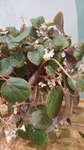 BEGONIA SUBNUMMULARIFOLIA