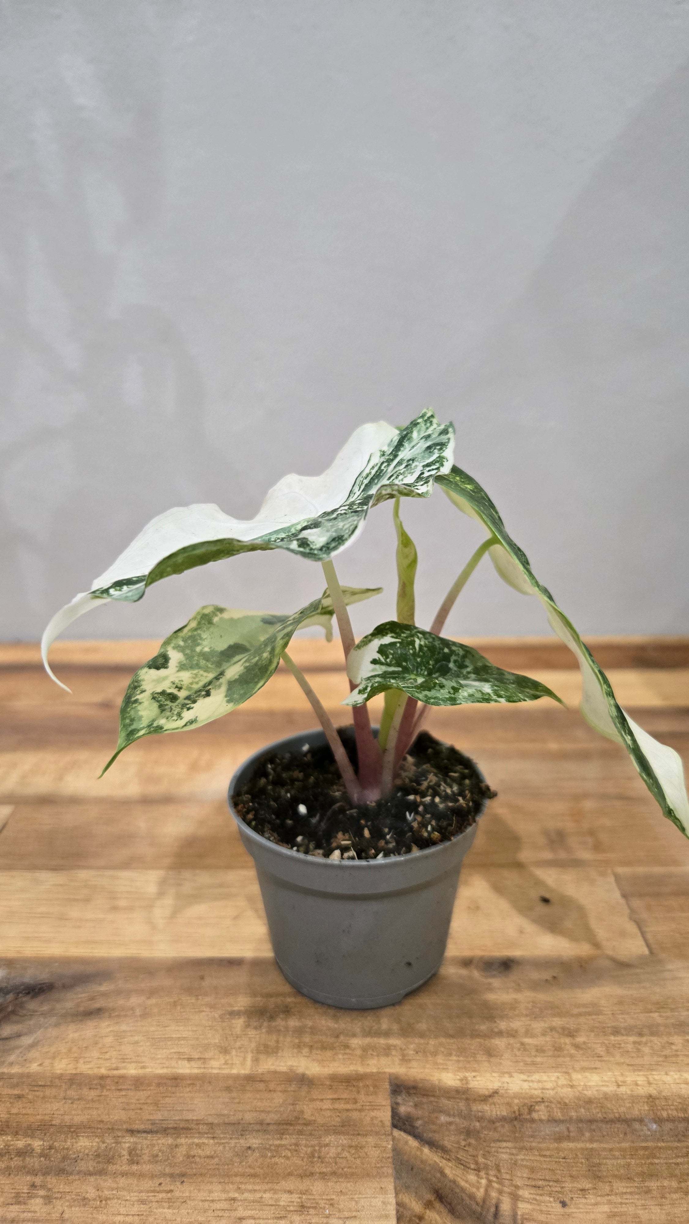 ALOCASIA NAIROBI NIGHT AUREA