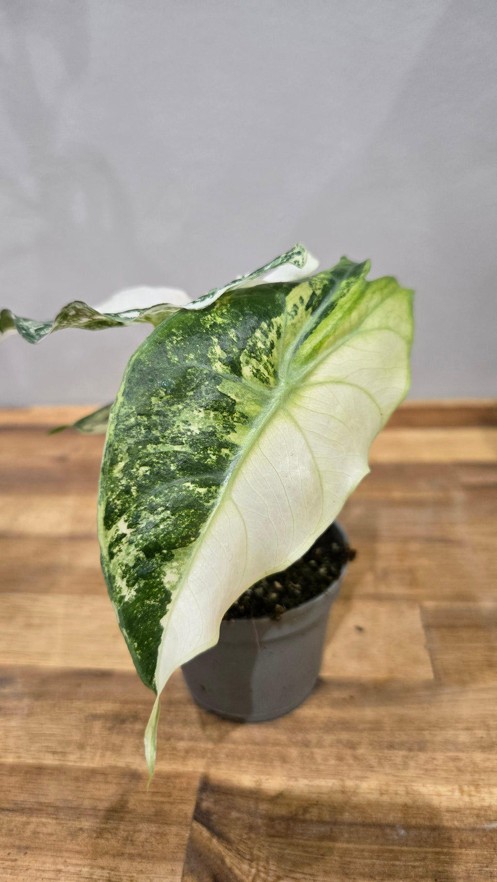 ALOCASIA NAIROBI NIGHT AUREA