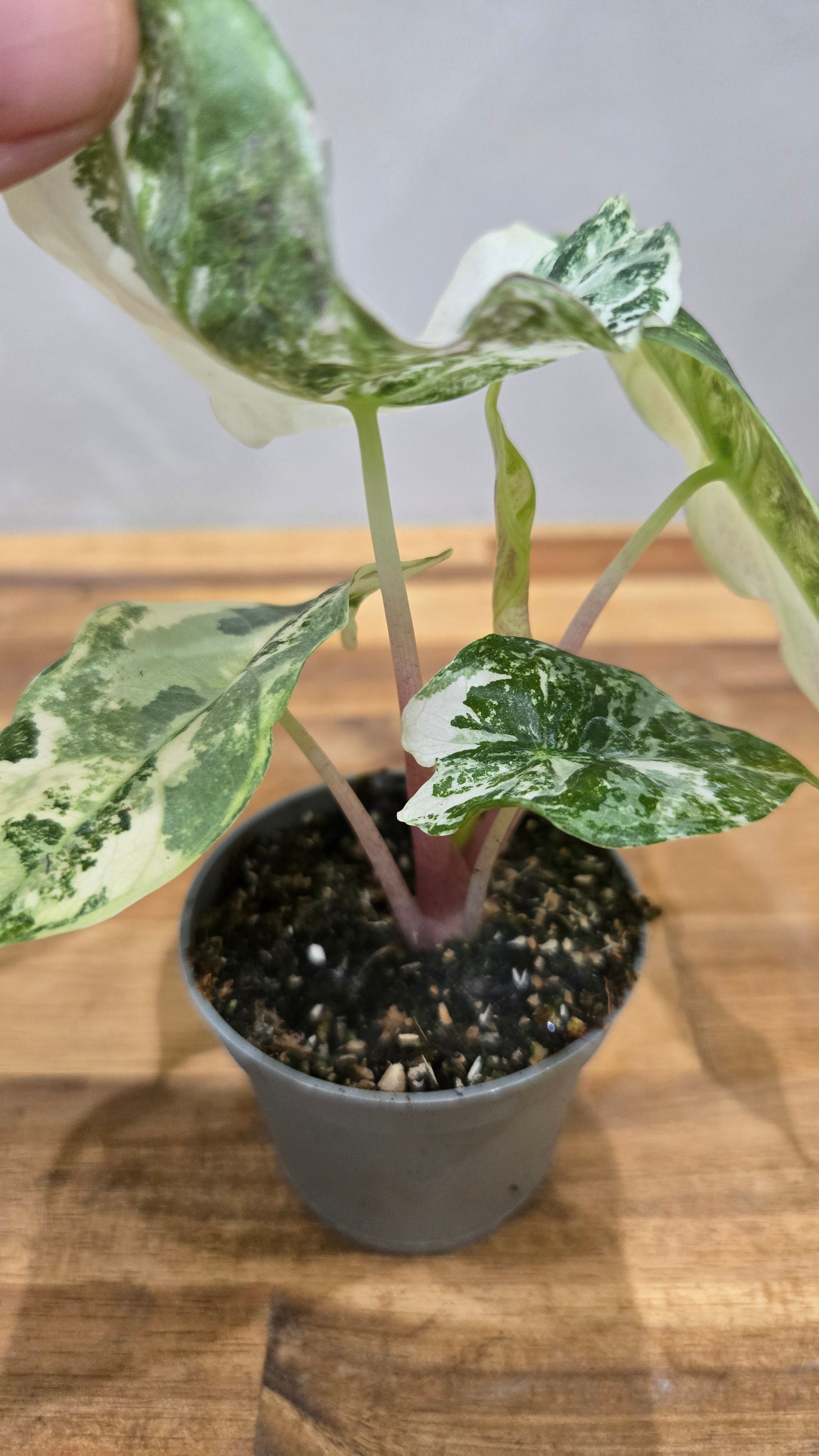 ALOCASIA NAIROBI NIGHT AUREA