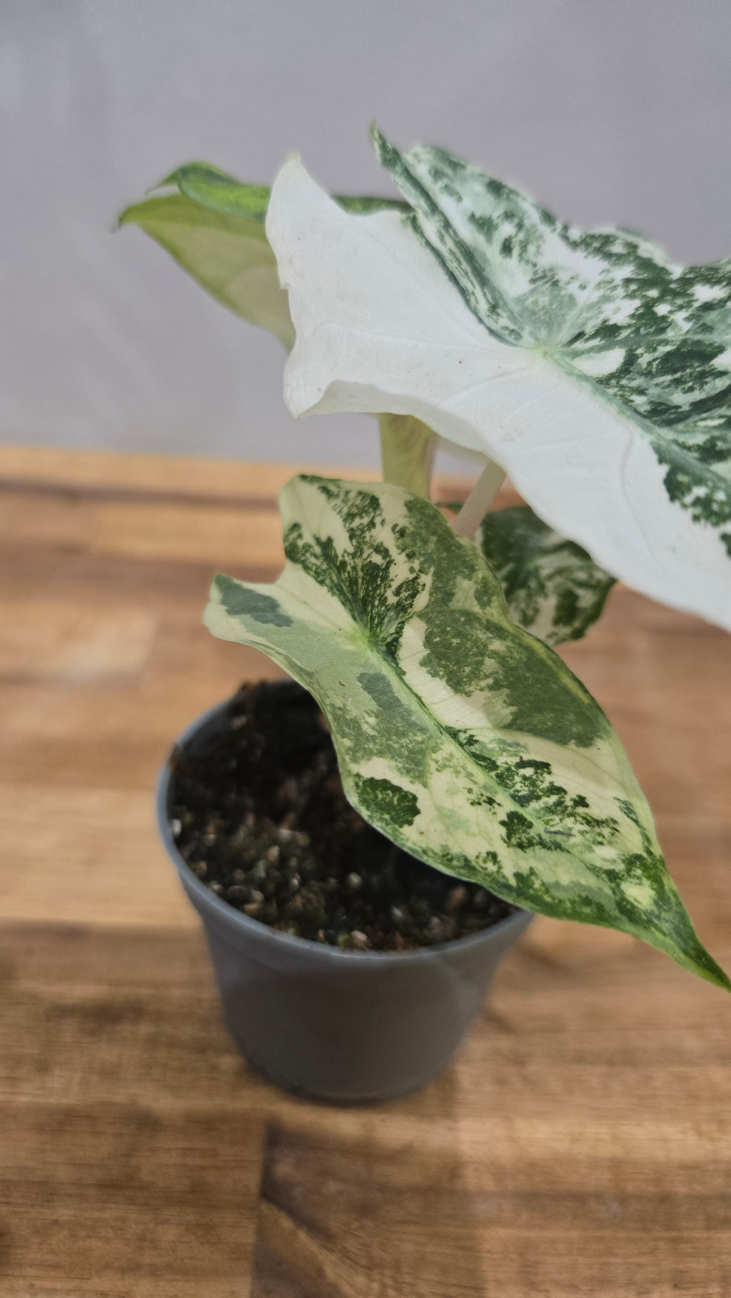 ALOCASIA NAIROBI NIGHT AUREA