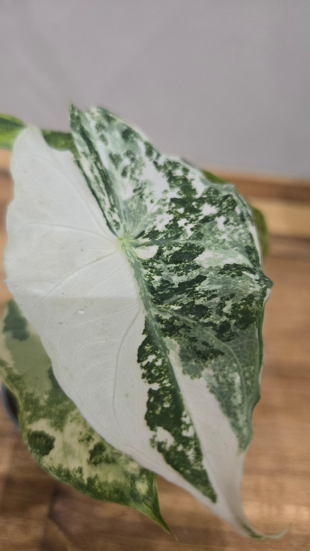 ALOCASIA NAIROBI NIGHT AUREA