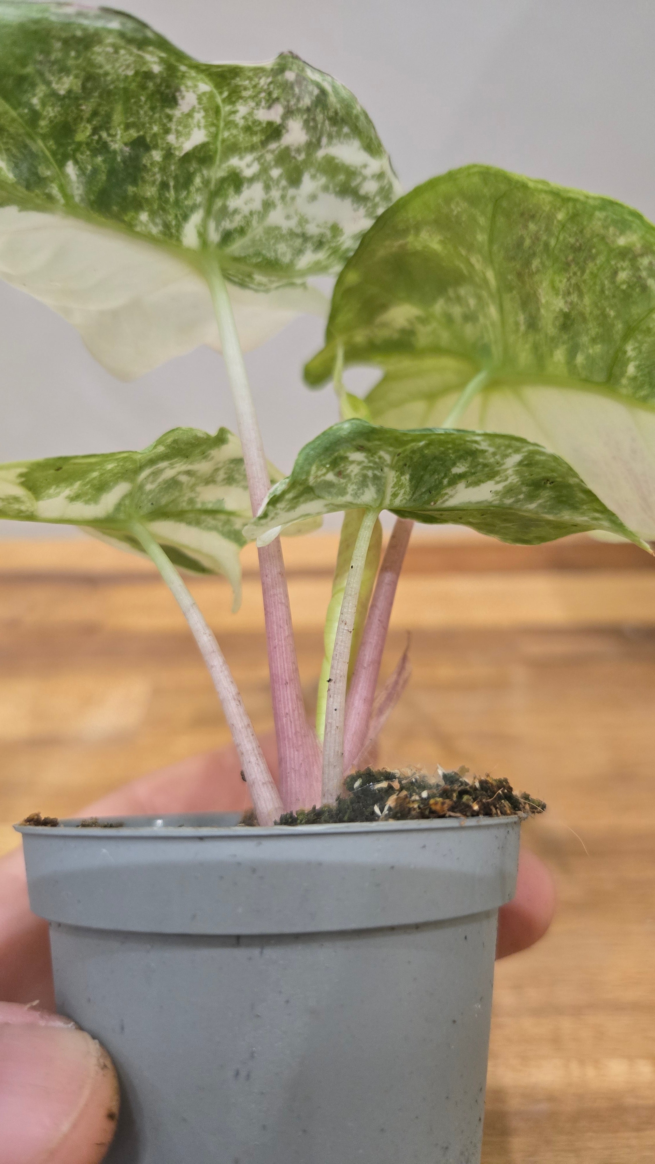 ALOCASIA NAIROBI NIGHT AUREA