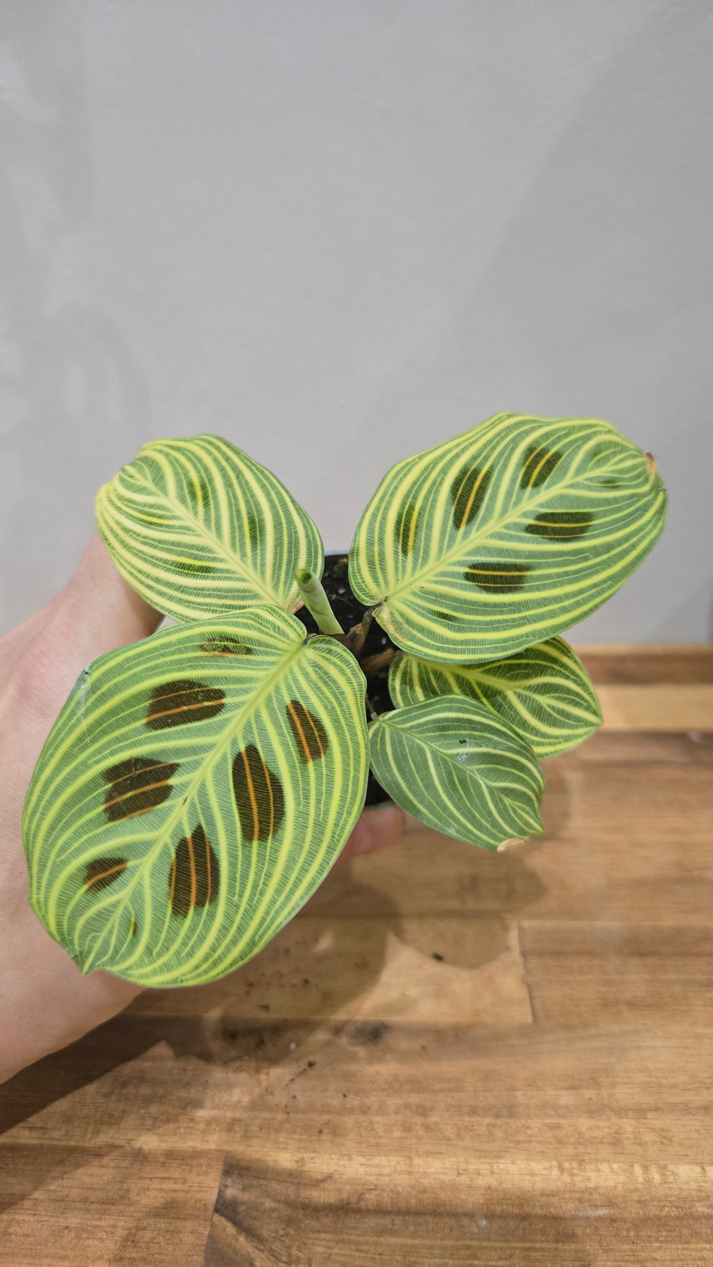 maranta light veins