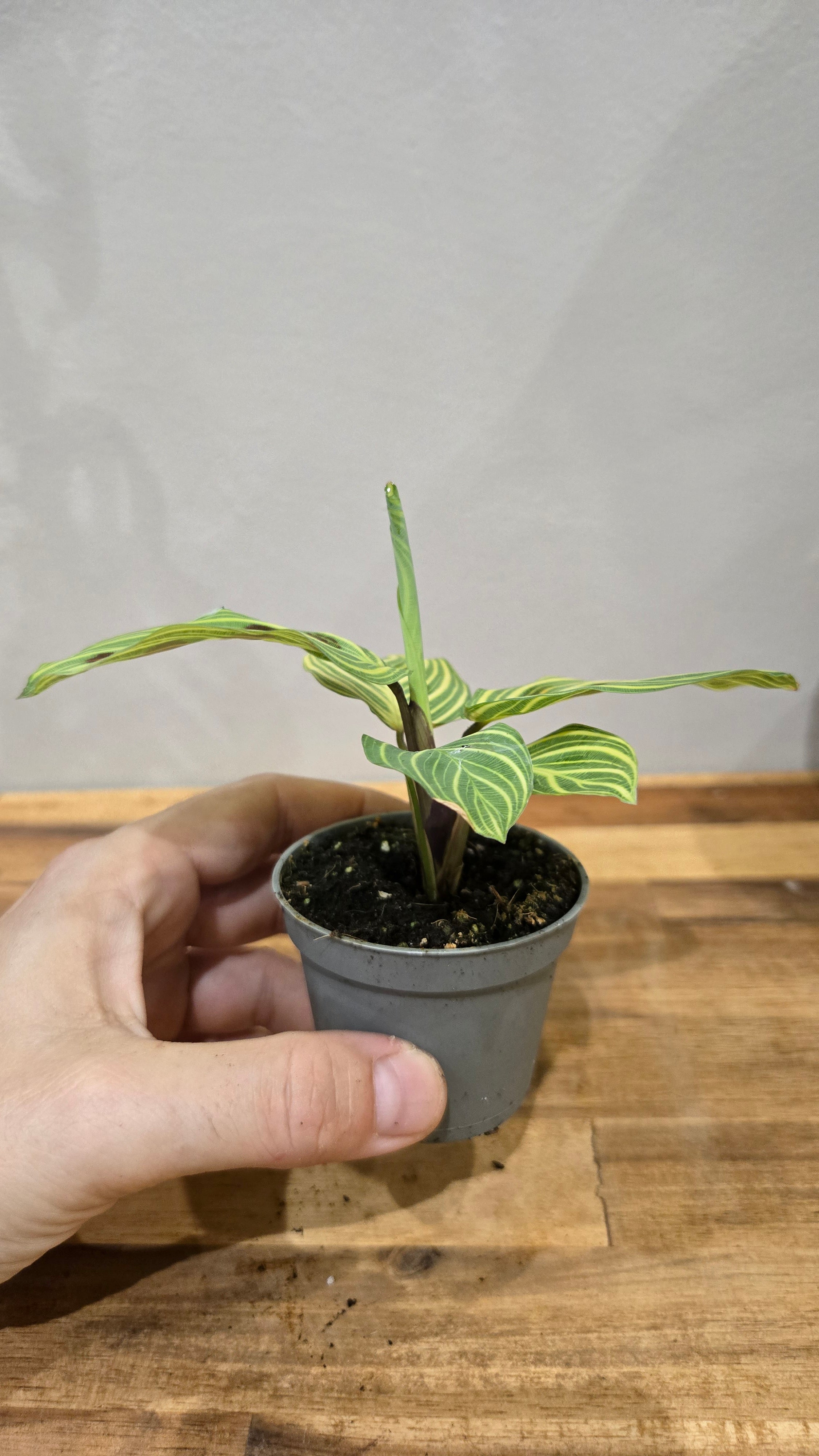maranta light veins