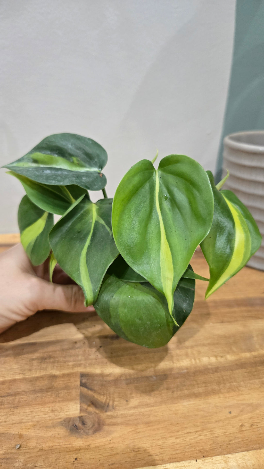 PHILODENDRON SCANDENS BRASIL