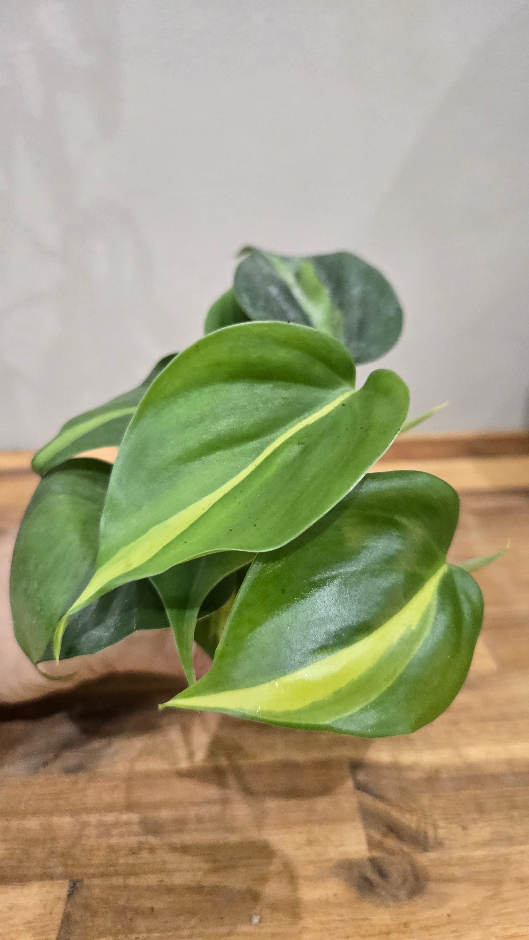 PHILODENDRON SCANDENS BRASIL