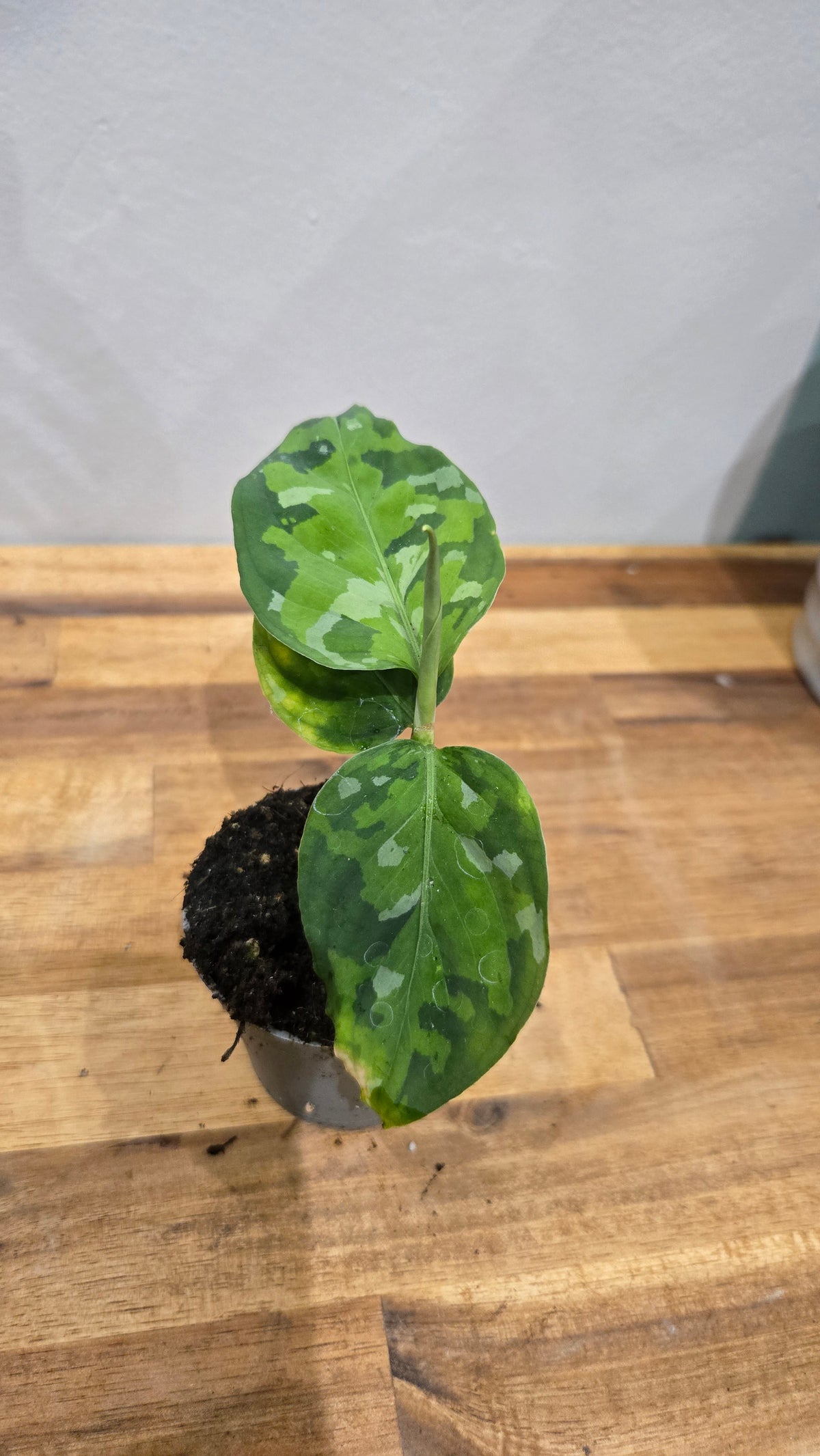 AGLAONEMA PICTUM TRICOLOR