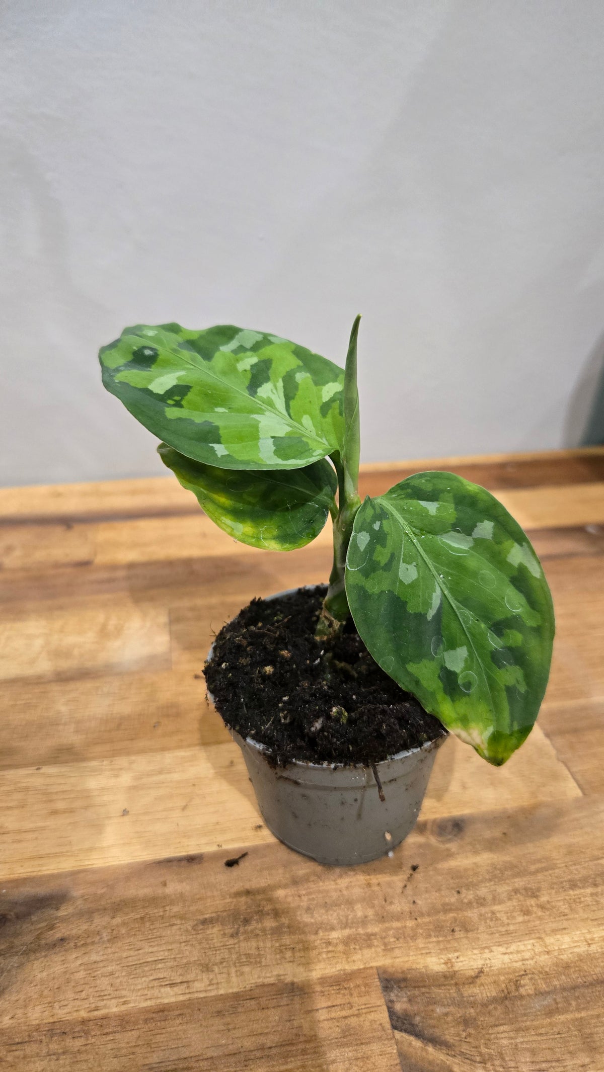 AGLAONEMA PICTUM TRICOLOR