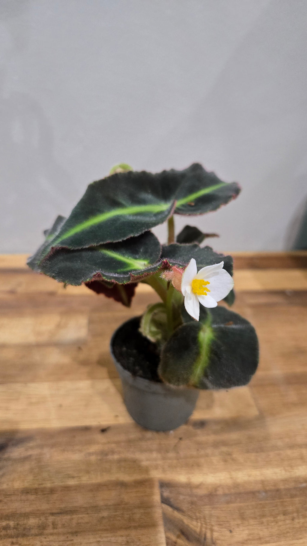 BEGONIA LISTADA
