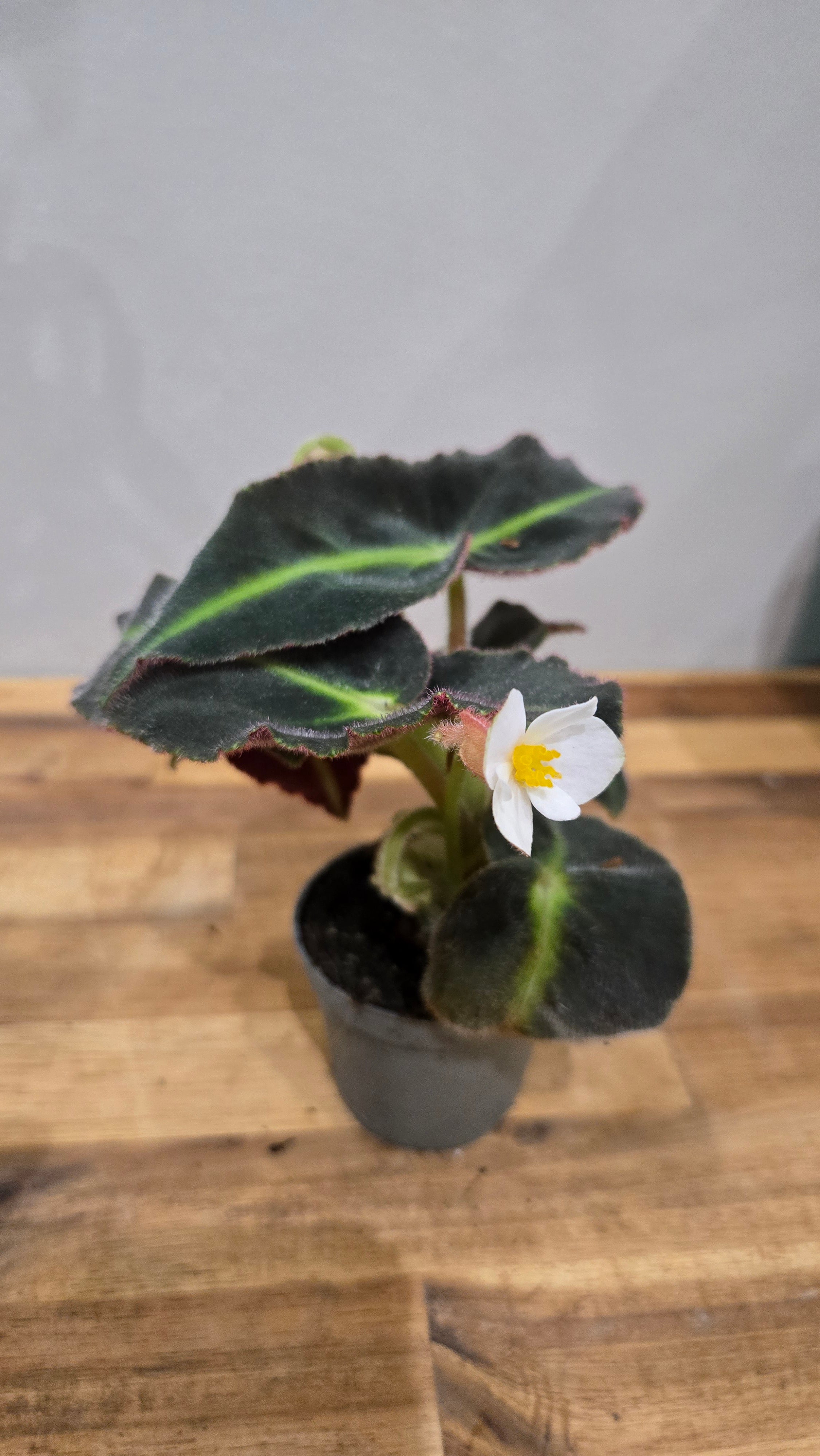 BEGONIA LISTADA