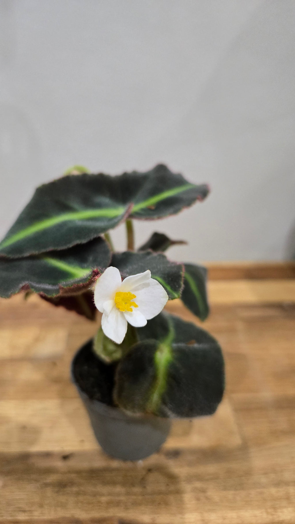 BEGONIA LISTADA