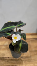BEGONIA LISTADA