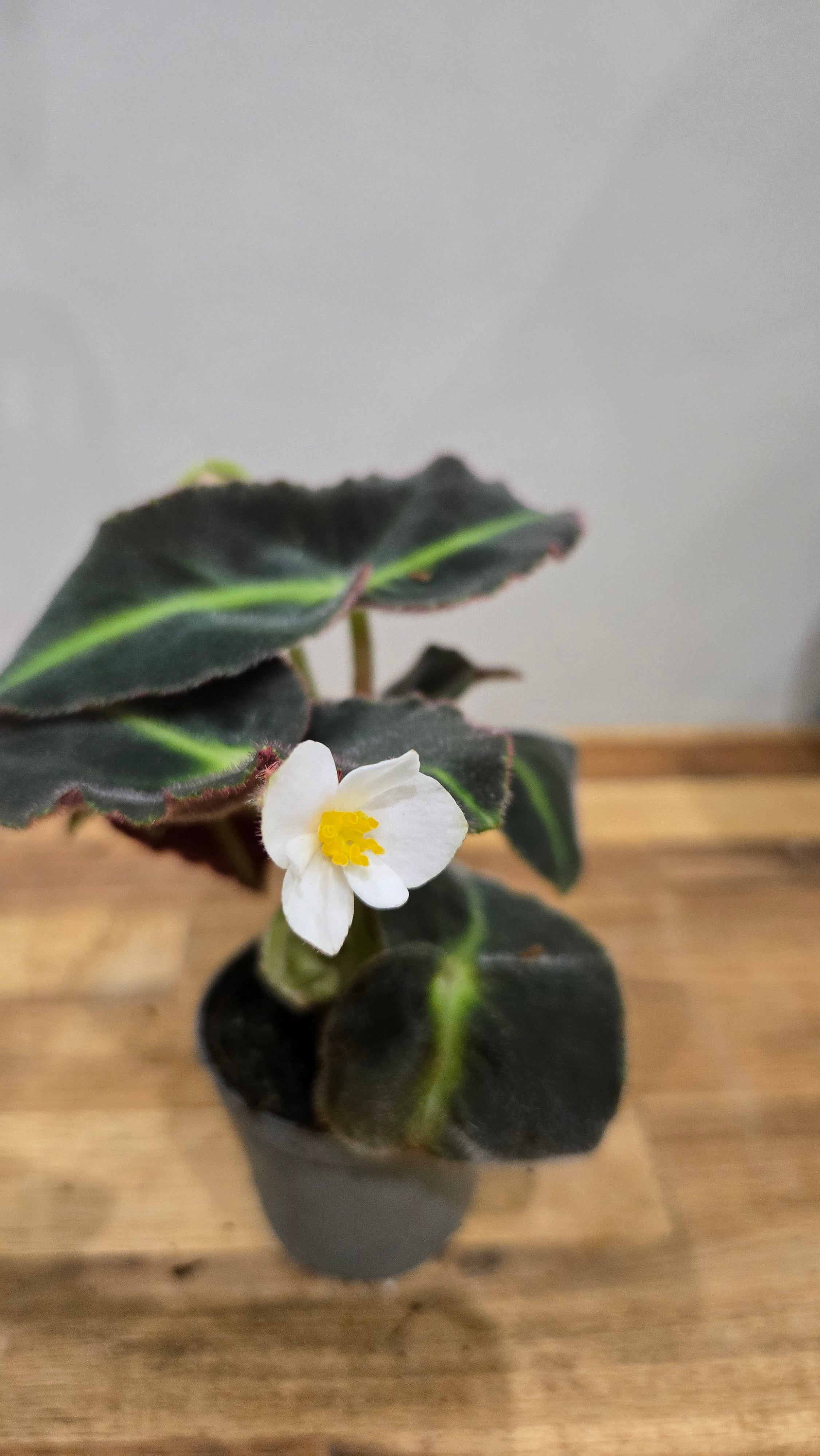 BEGONIA LISTADA