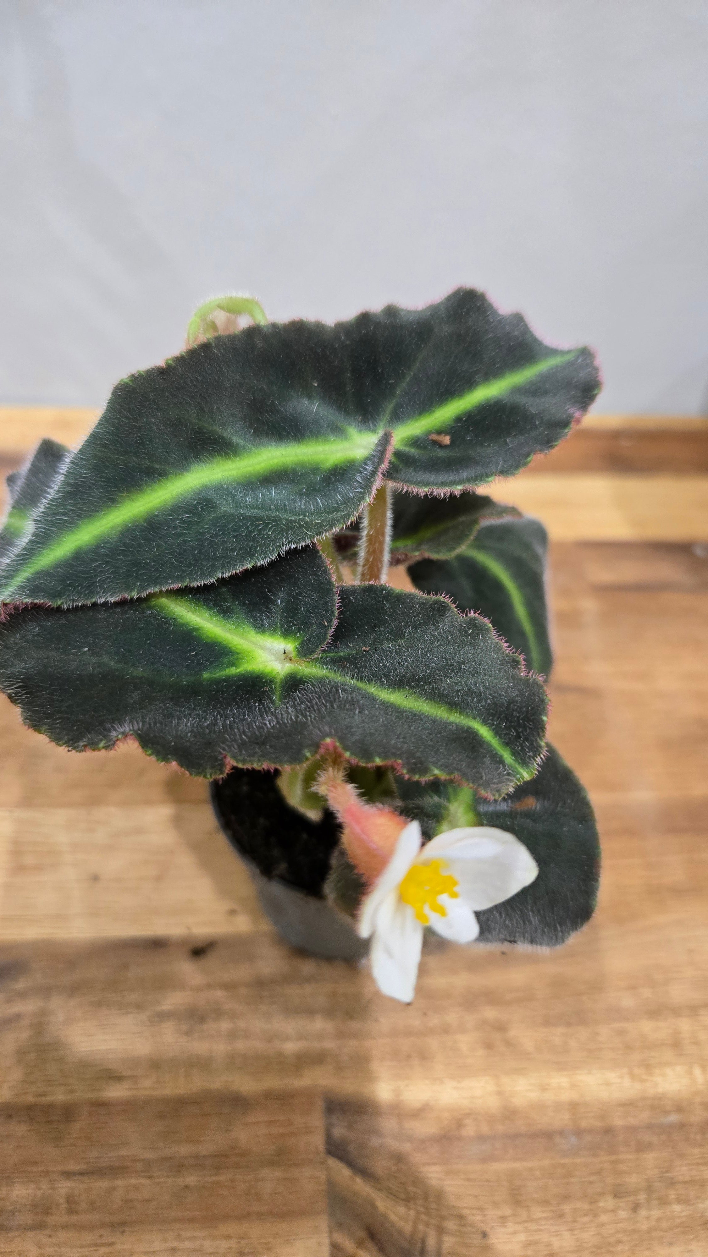 BEGONIA LISTADA
