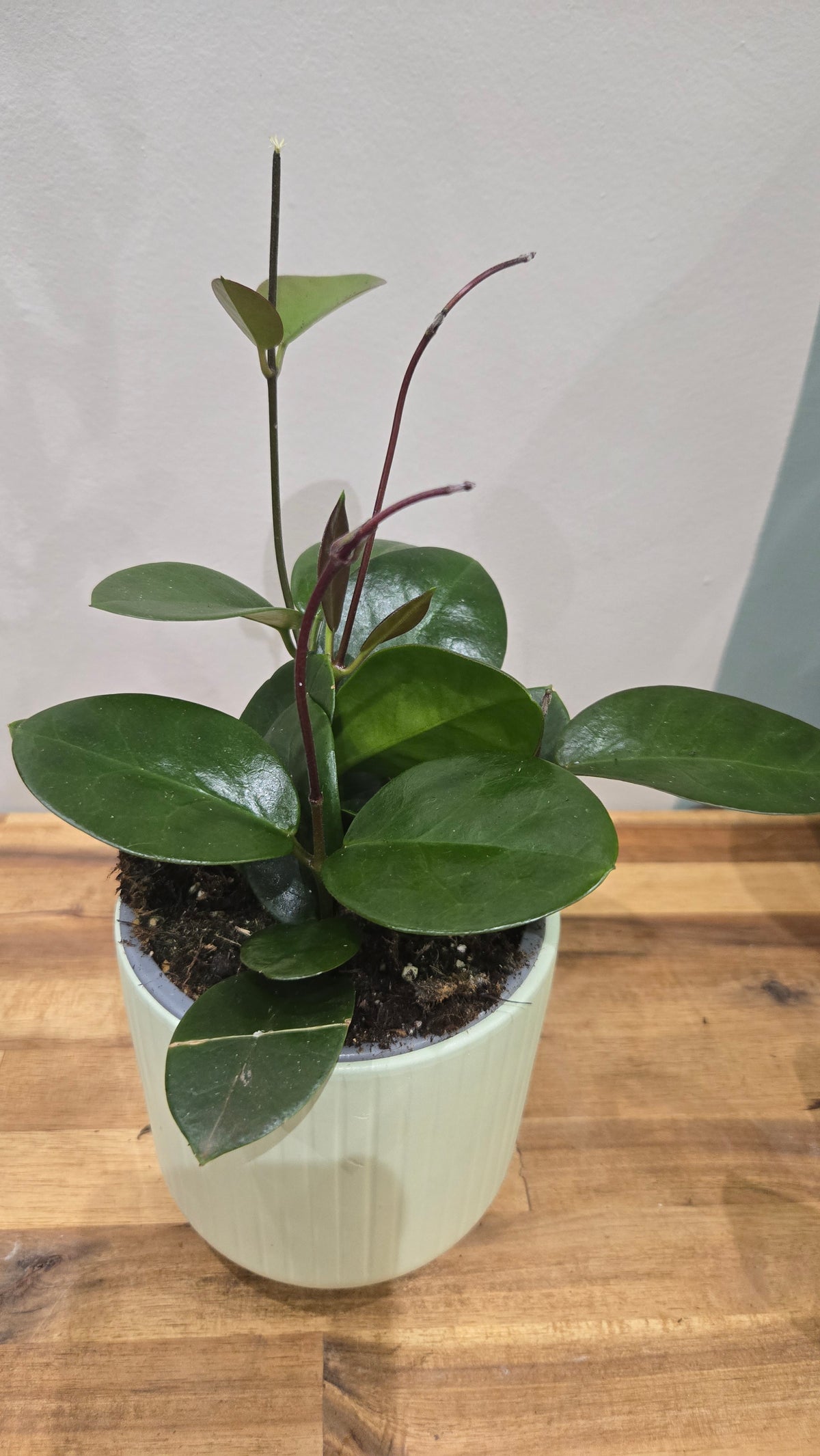 HOYA AUSTRALIS