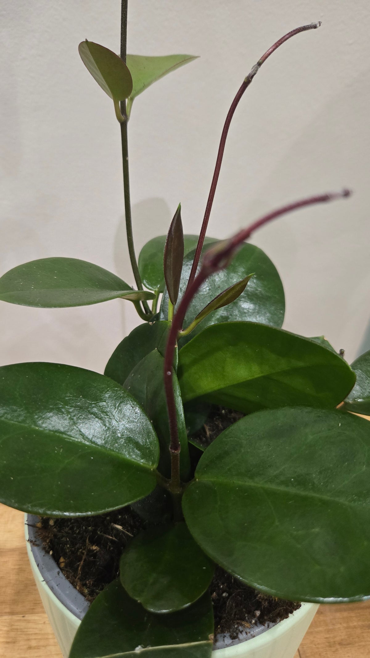 HOYA AUSTRALIS