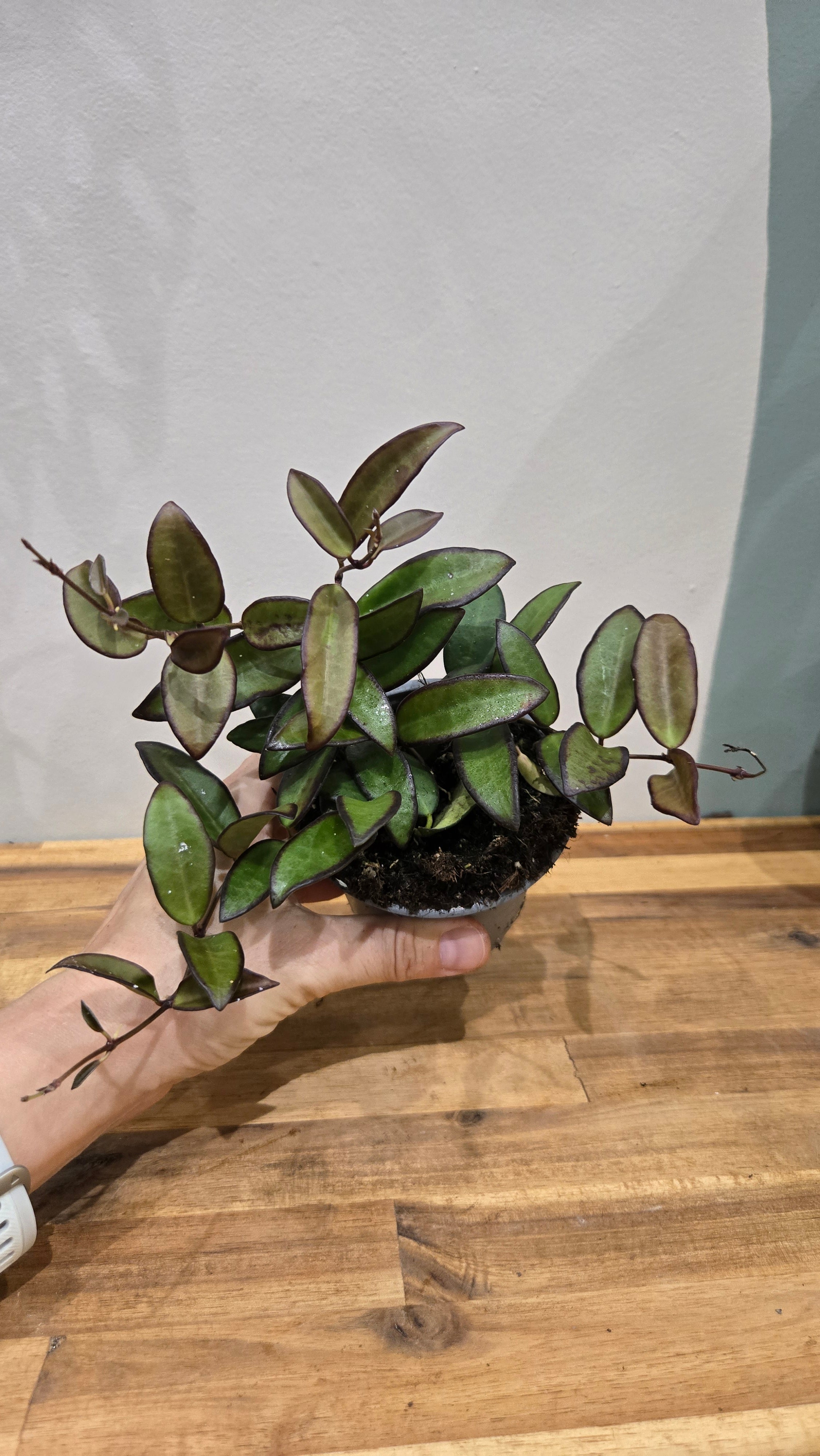 HOYA ROSITA