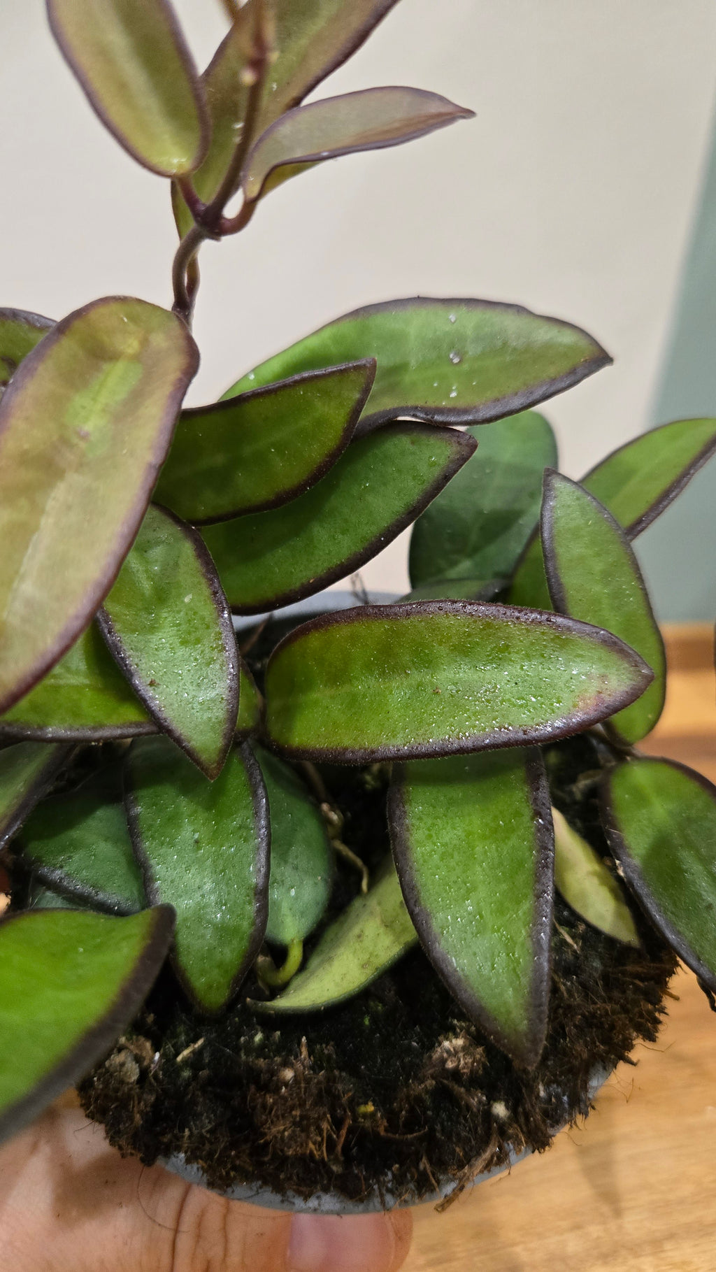 HOYA ROSITA