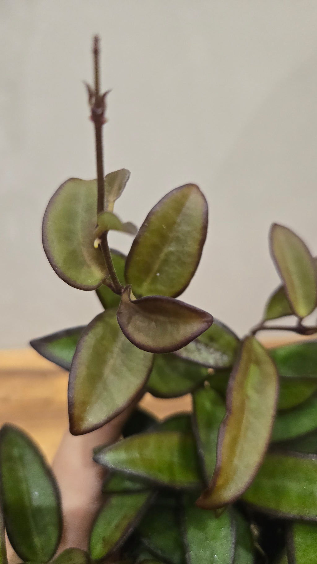 HOYA ROSITA