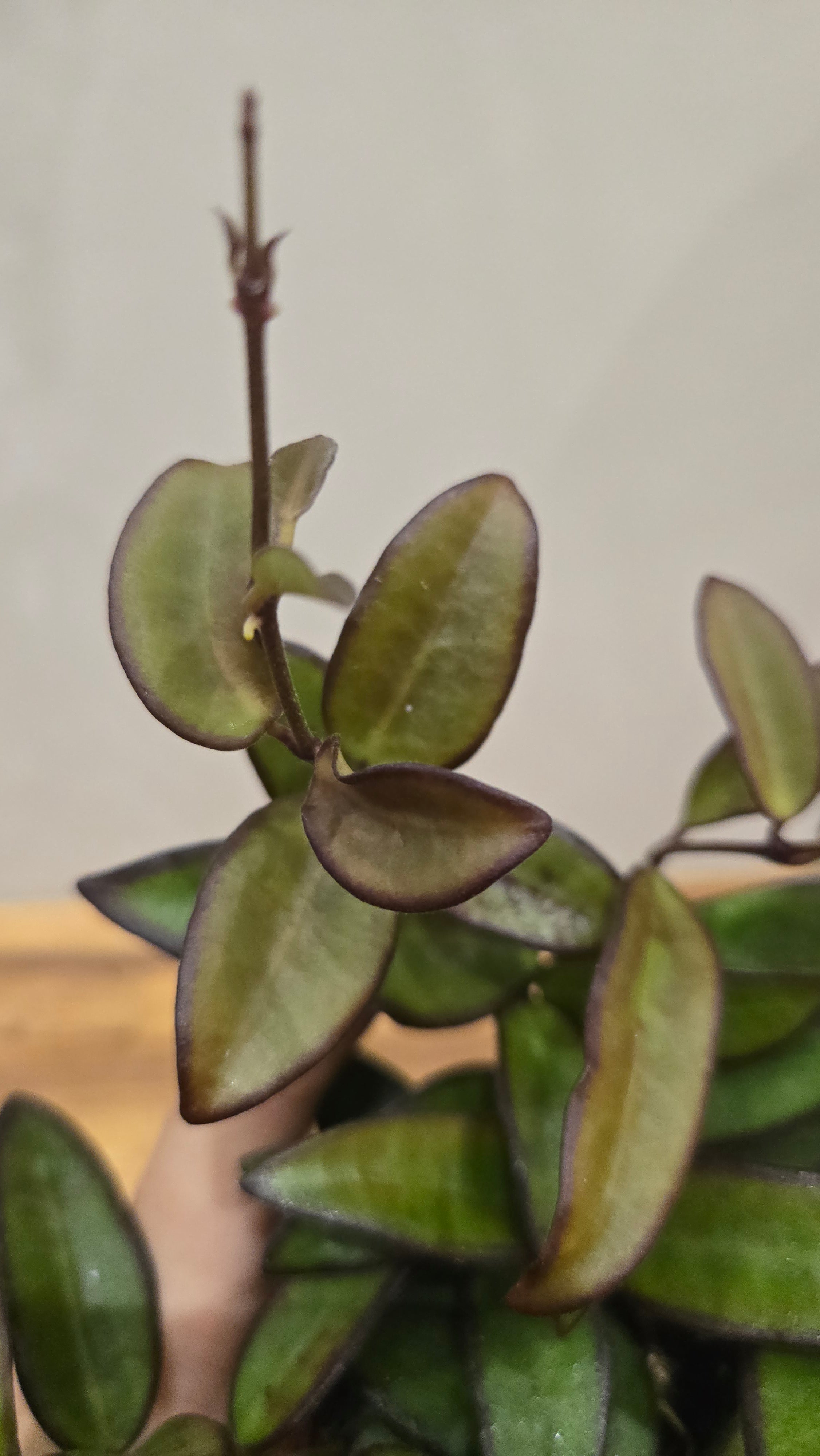 HOYA ROSITA