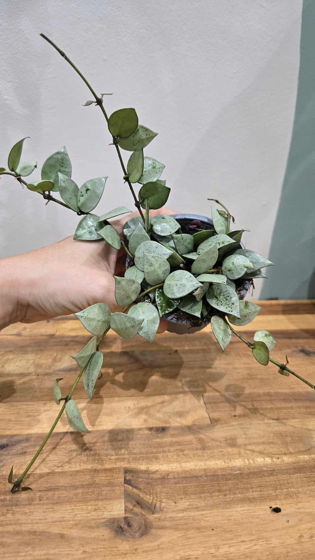 HOYA KROHNIANA ESKIMO SILVER