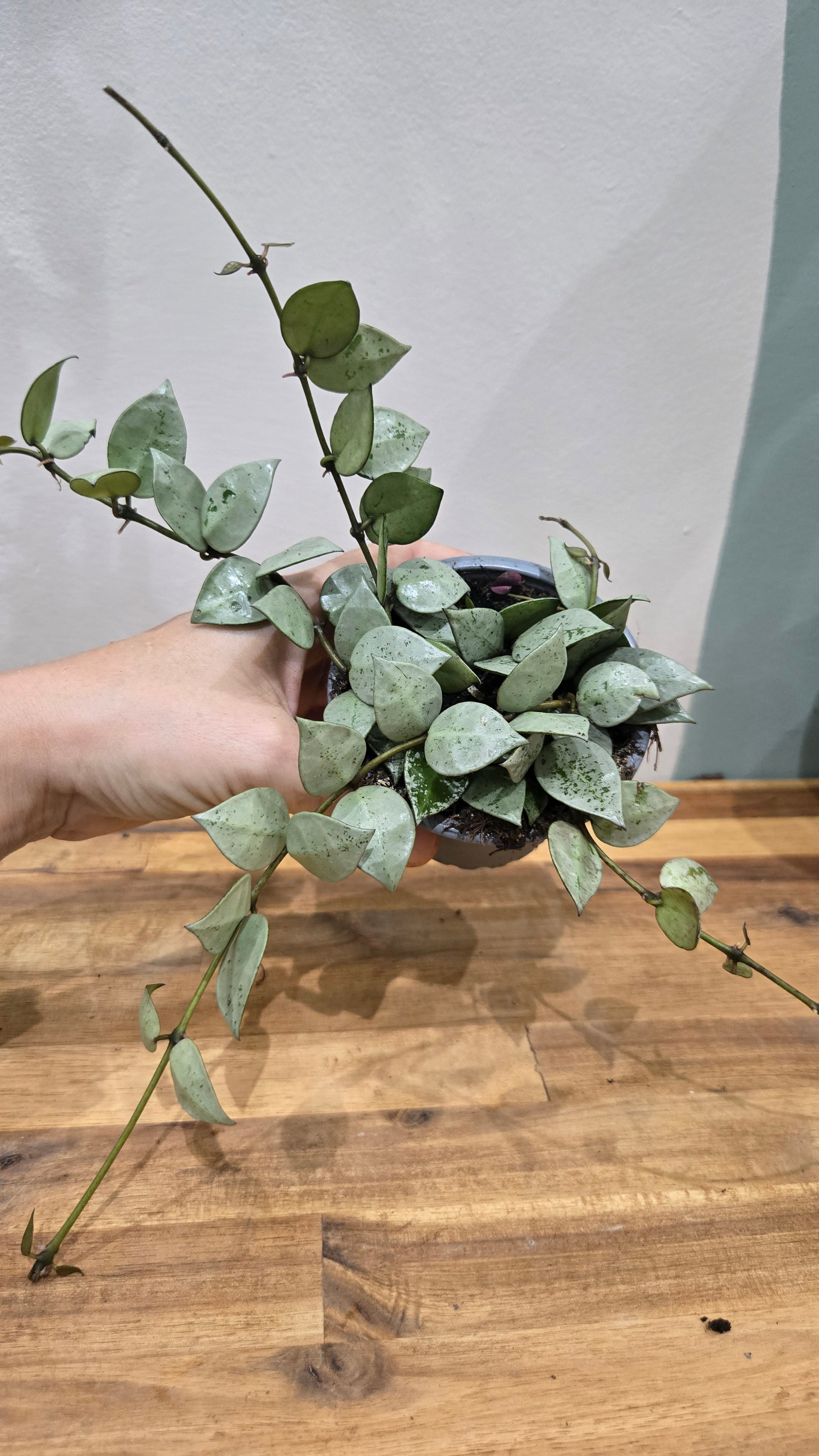 HOYA KROHNIANA ESKIMO SILVER