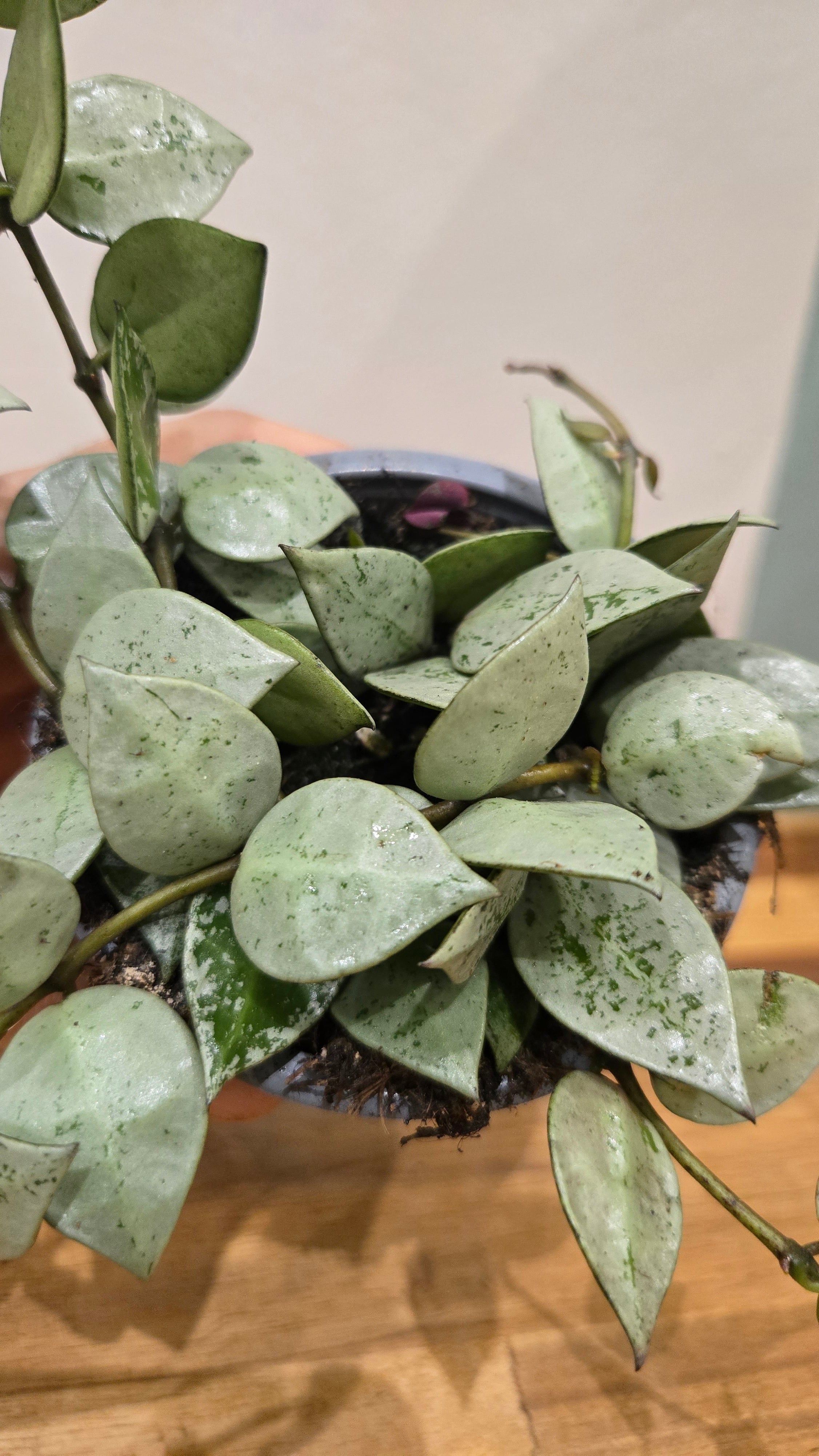 HOYA KROHNIANA ESKIMO SILVER