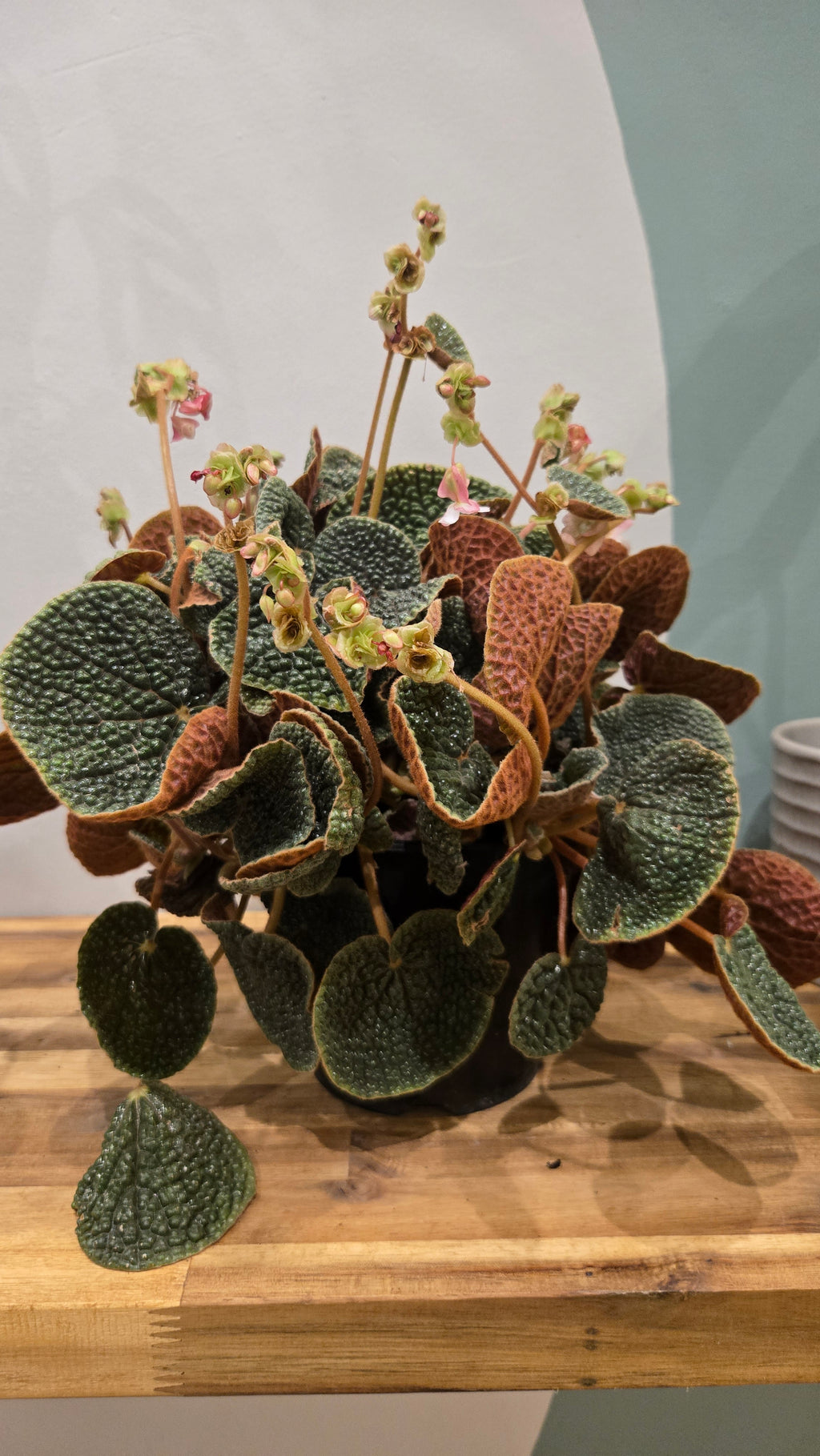 BEGONIA BULLATIFOLIA