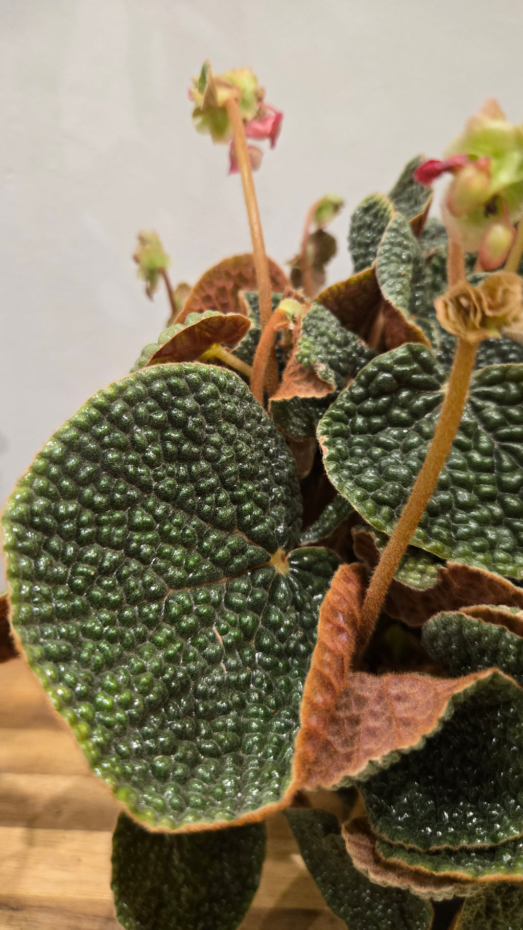 BEGONIA BULLATIFOLIA