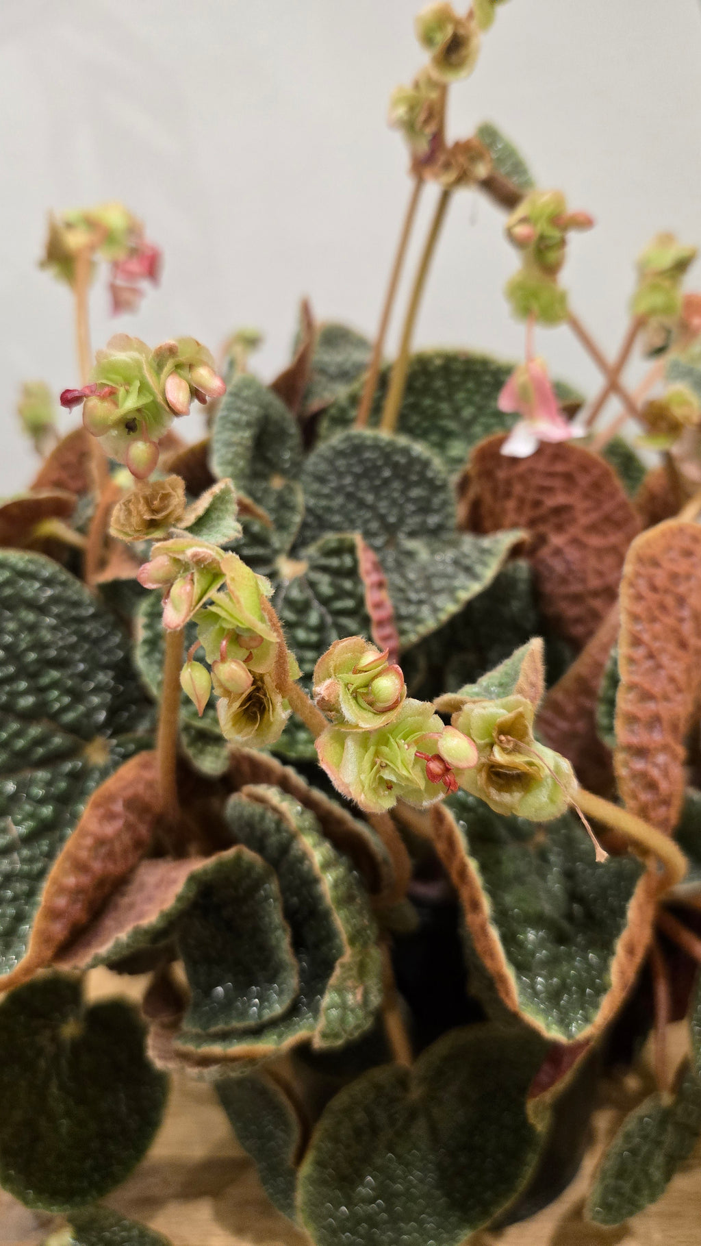 BEGONIA BULLATIFOLIA