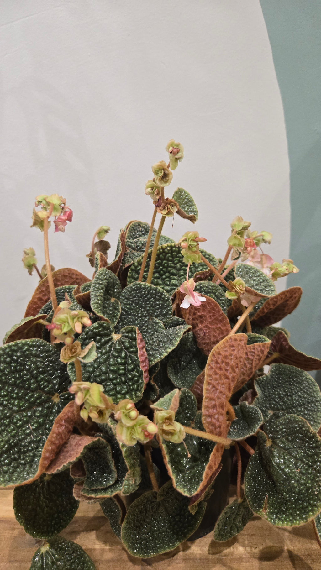 BEGONIA BULLATIFOLIA