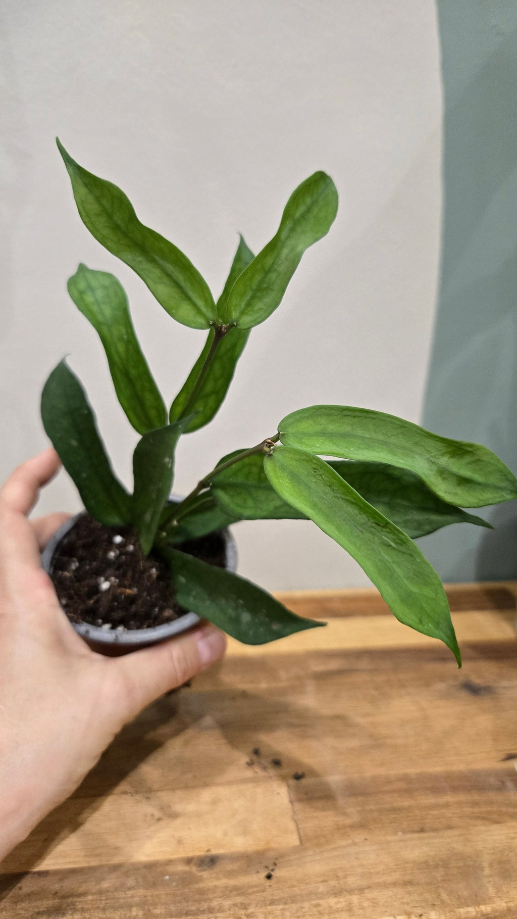 HOYA PANDURATA