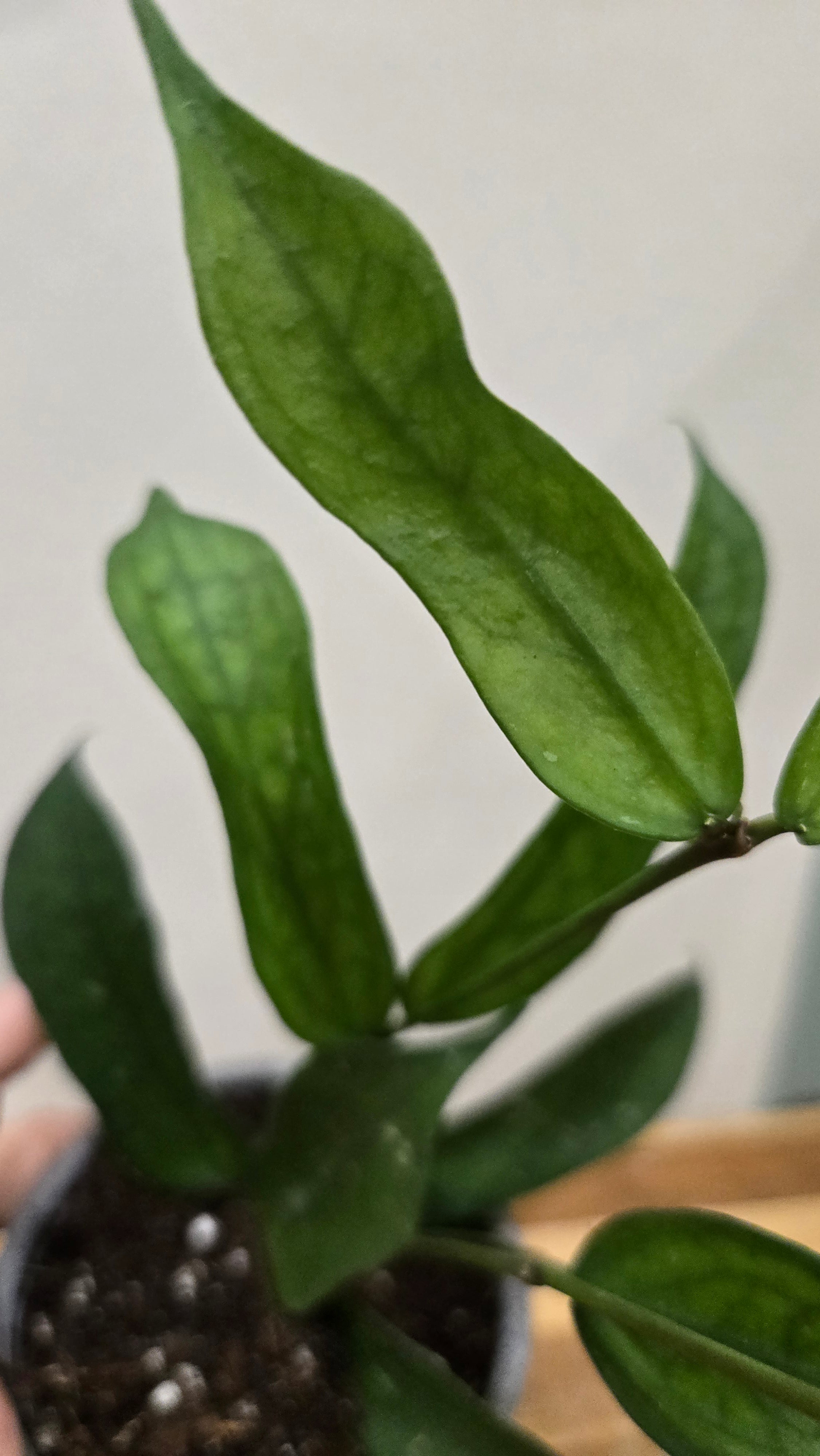 HOYA PANDURATA